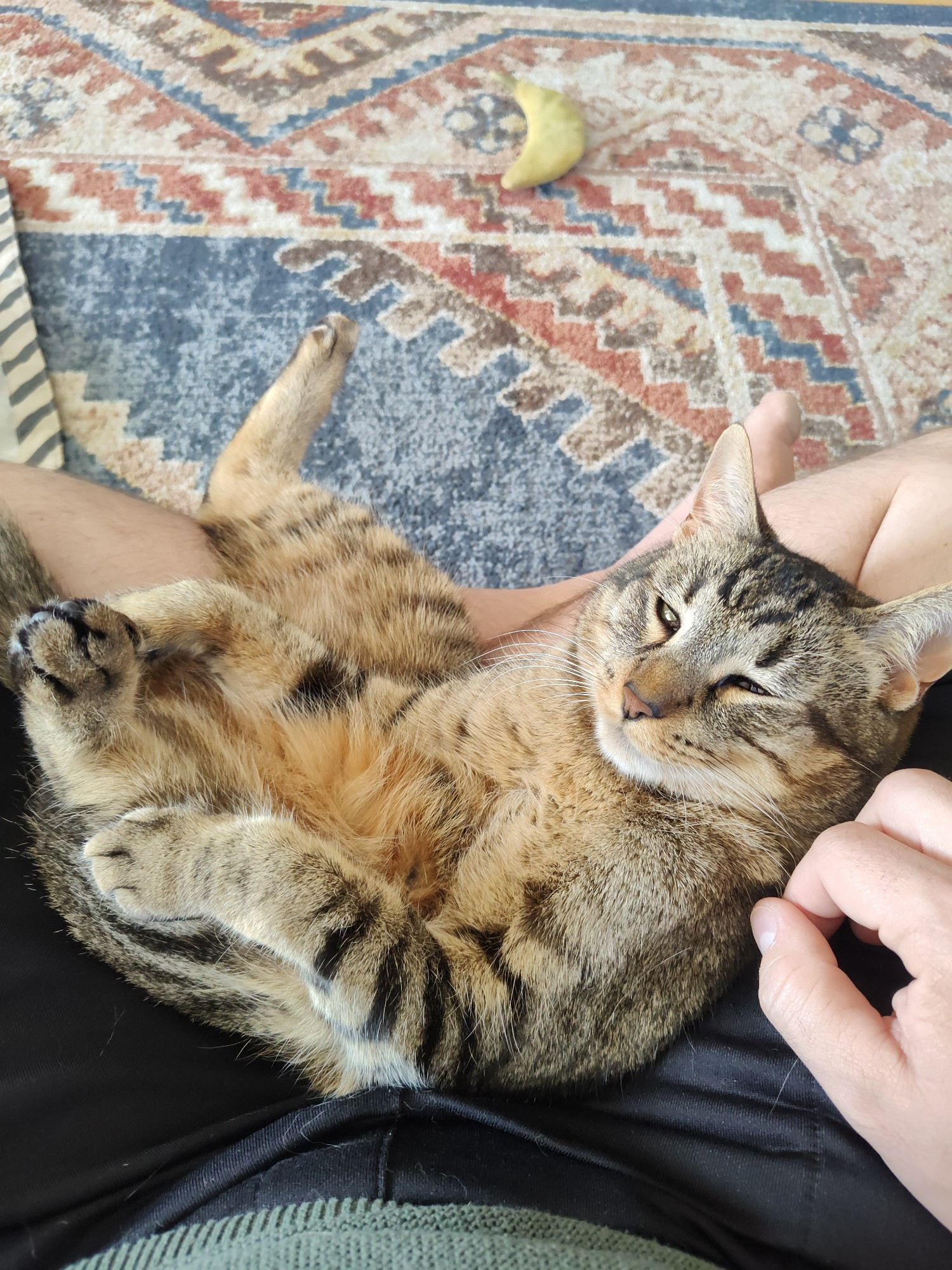 A small tabby cat plopped on his back in a man's lap as he sits on the floor cross-legged