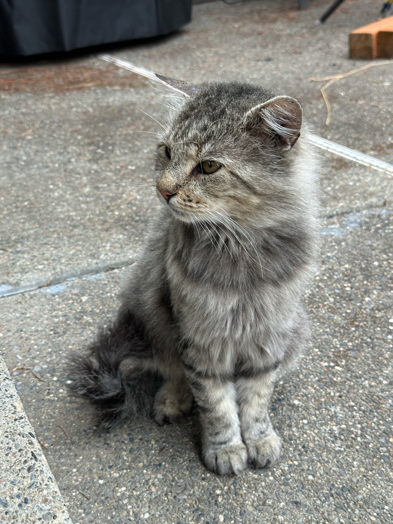 A domestic medium-hair silvery tabby kitten sitting on our back patio, looking majestically to the viewer’s left. He has softened stripey features but prominent foreleg rings. He is extremely handsome.