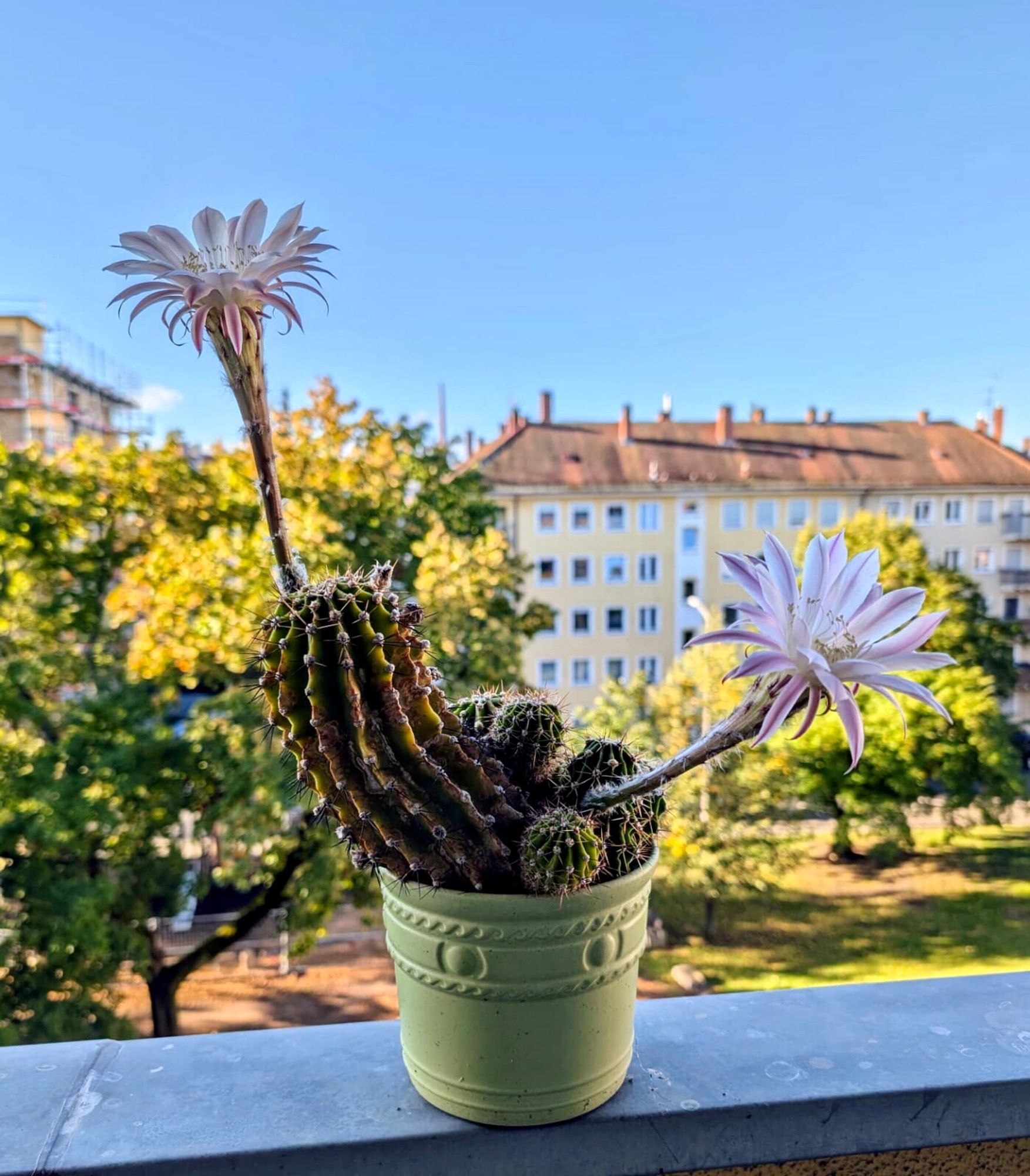 Auf einem Balkonmäuerchen steht ein hellgrüner Blumentopf mit einem Kaktus, aus dem an langen Stielen links und rechts zwei Blüten emporsprießen. Die Blüten sind zartrosa, die einzelnen Blütenblätter wirken fedrig-zart.
Im Hintegrund sind etwas unscharf helle Häuserfassaden und schon leicht herbstlich gefärbte Laubbäume zu sehen.
Der Himmel ist blau, die Sonne strahlt; der Kaktus aber steht im Schatten.