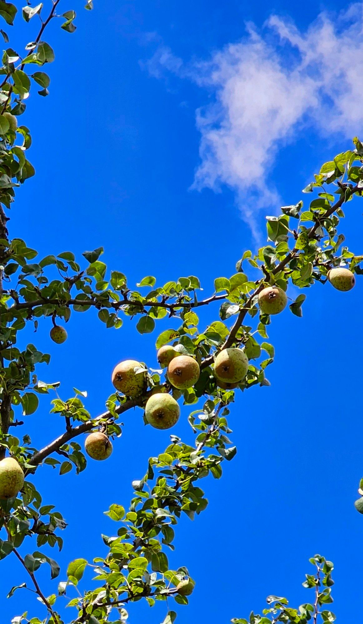 Blick von unten in einen Birnbaum mit reifen Früchten, der Septemberhimmel ist leuchtend blau