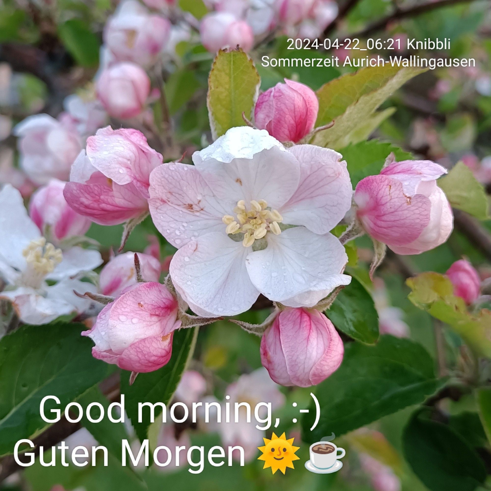 Einen guten Wochenstart mit diesem kleinen Einblick für euch. 🤗
.-
#april #flower #apfel #Baum #gutentag #goodmorning #apple #tree #blossoms #nature #beautiful #plants #spring #classic #live #blossom #garten #garden #knibbli #blütenzauber #wochenstart #natura #dreaming #niceday #sunset #sun #sunflower #weekstart #dream #träumen