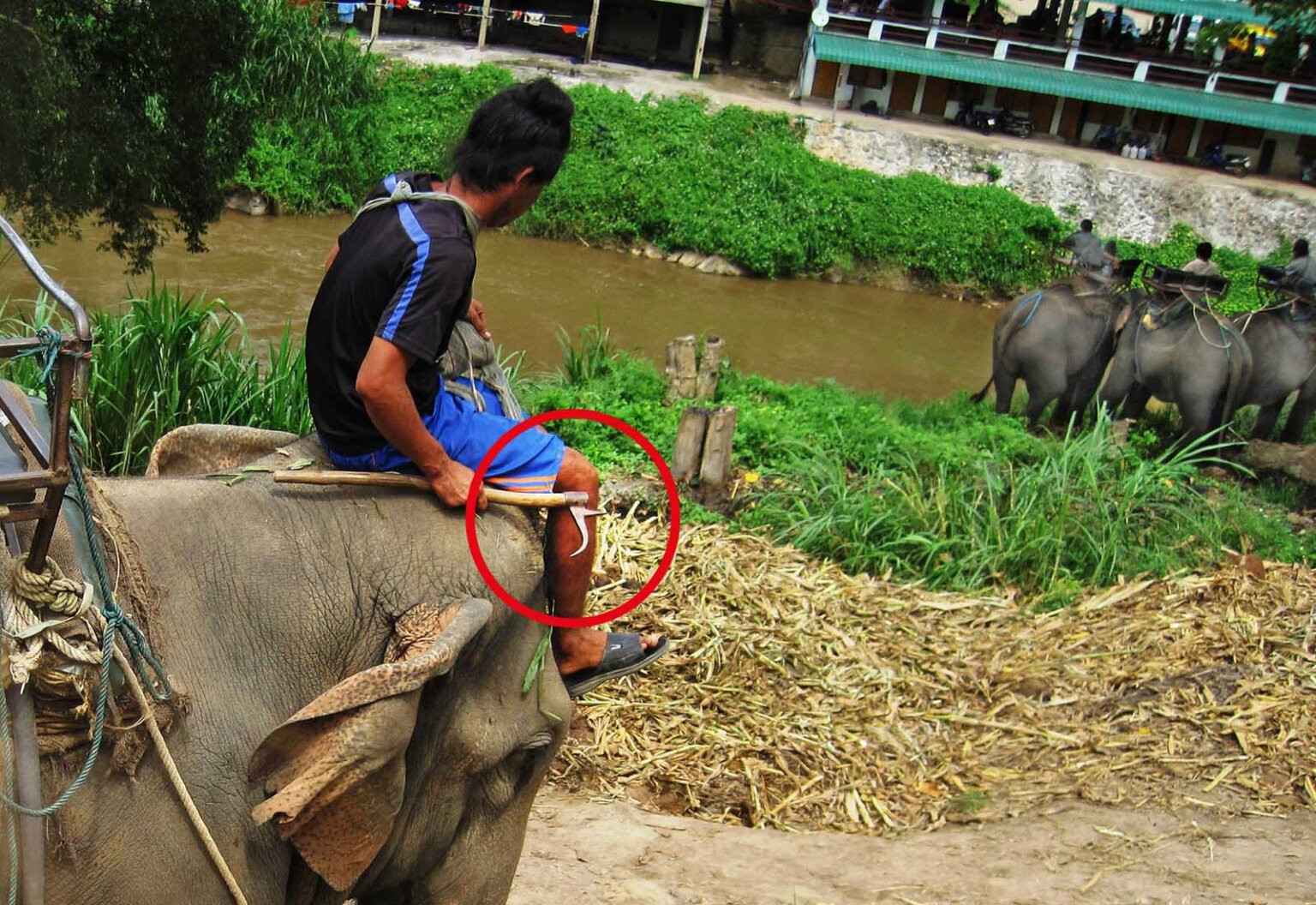 Es ist im Vordergrund ein Elefant zu sehen, der bereits eine Tragevorrichtung für Touristen hat.
Auf seinem Kopf sitzt ein Führer, der einen Stock mit einem scharfen Haken in der Hand trägt