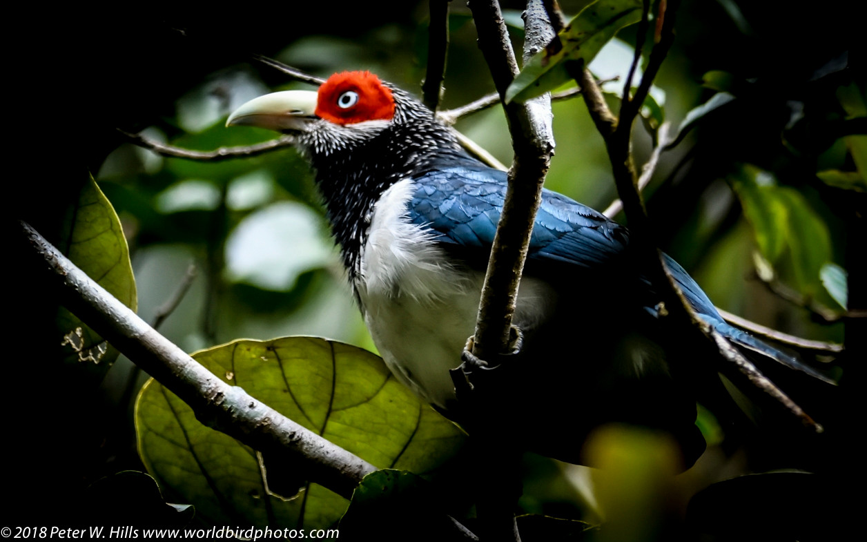 A red faced malkoha bird sitting on a branch