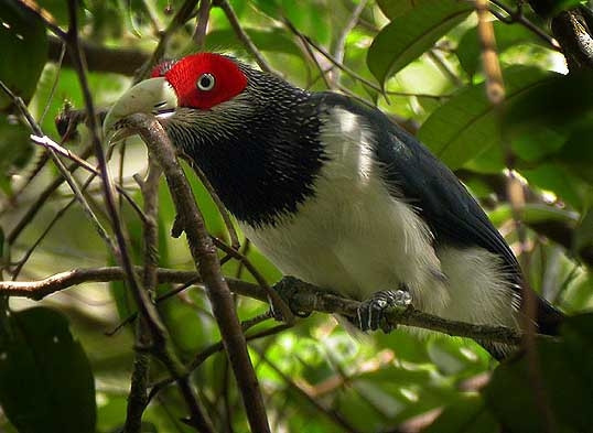 A red faced malkoha bird sitting on a branch