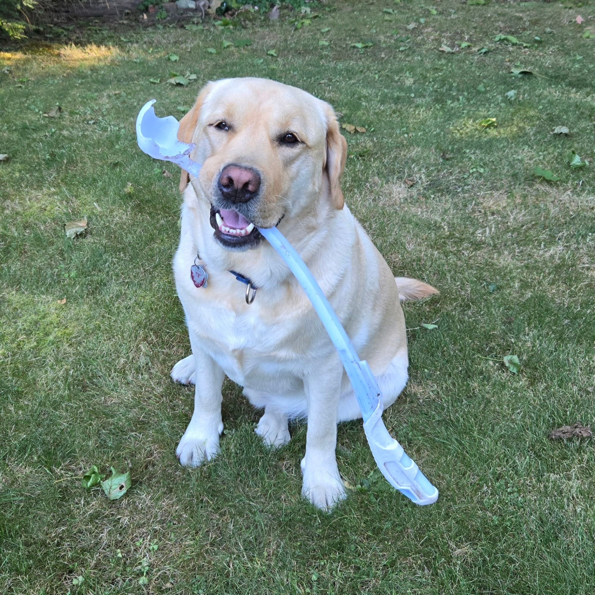 A yellow lab sitting and holding a chuck-it in his mouth