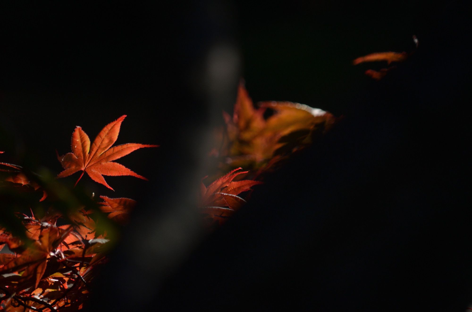 Japanese Maple Leaves poking through branches in the foreground. They are starting to turn red as the Autumn days carry on; more orange than read. 
This photo was taken at 300mm; f/5.6