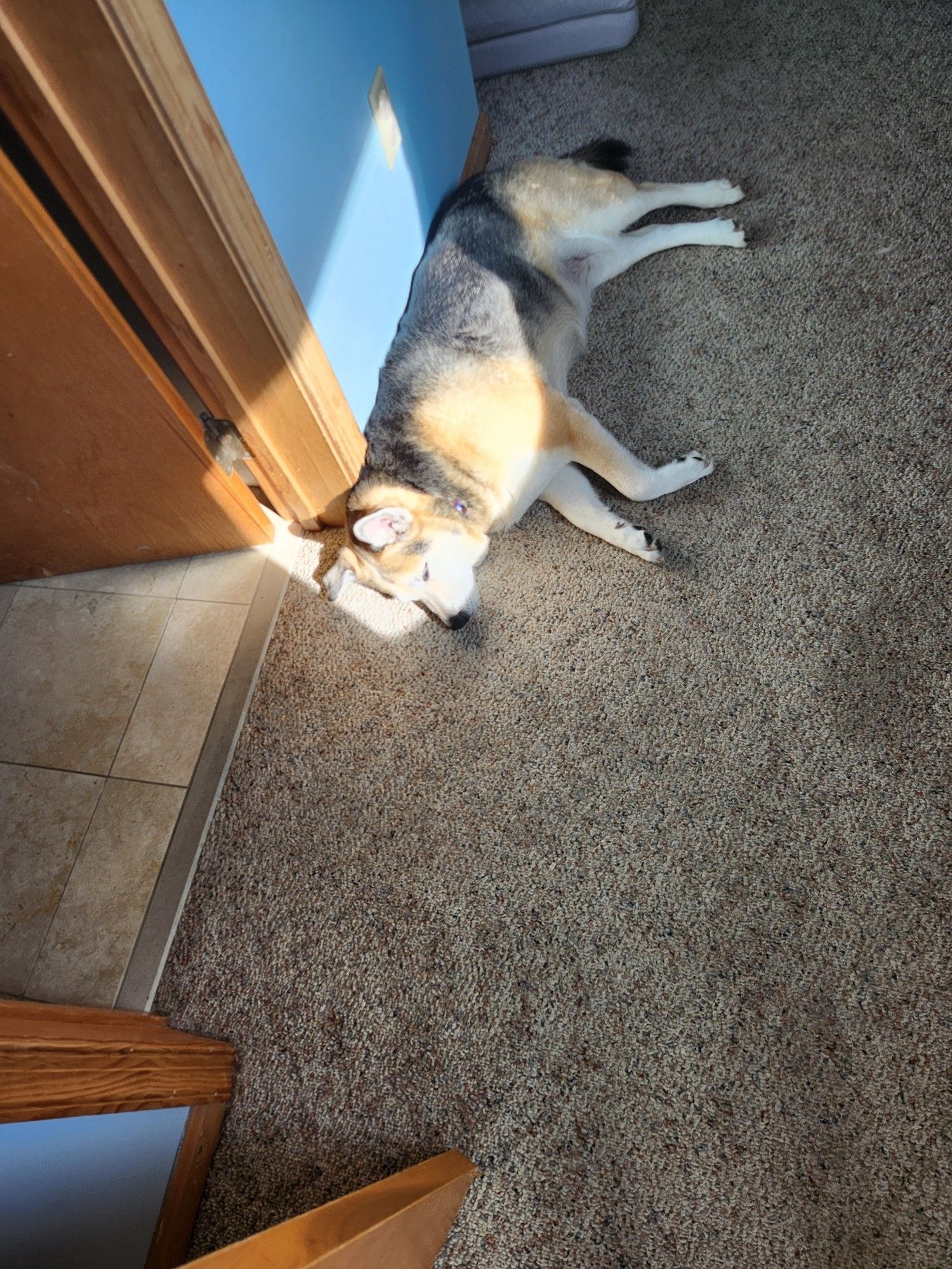 Cleo, a husky-shepherd mix, lies on a carpeted floor against a wall, basking in sunlight