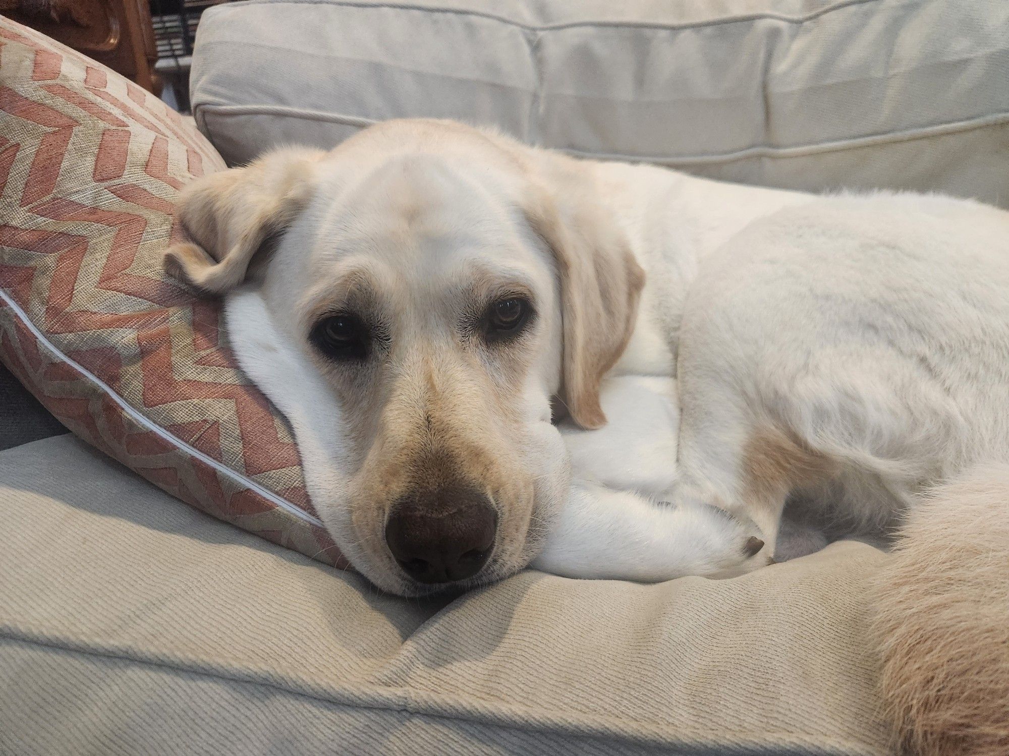 Lucy the English lab laying down on a white couch with her head resting on a pillow. The pillow is pushing her cheek up