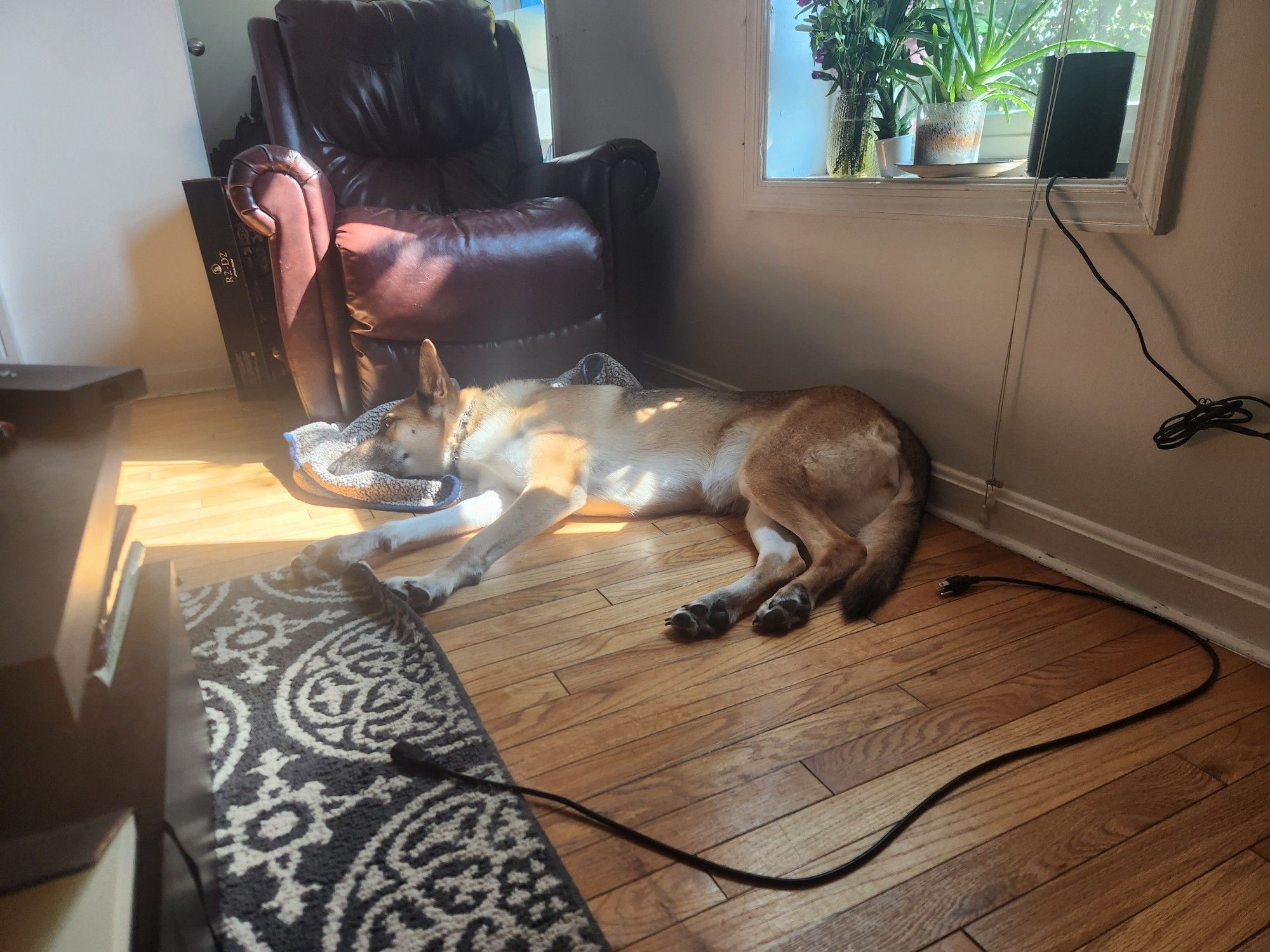 Luna, a full German Shepherd, rests her head on a blanket across a hardwood floor, her head and shoulder illuminated by a sunlight