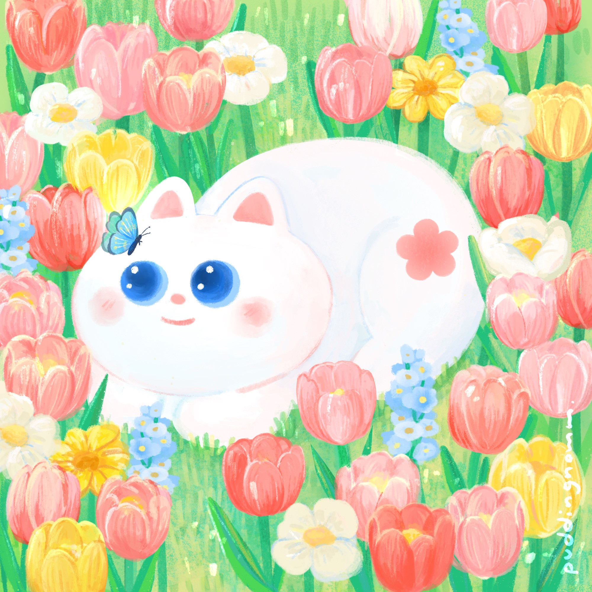 White cat (Moonmoon) sitting in the center of the tulip field starring at a blue butterfly that is on her face.