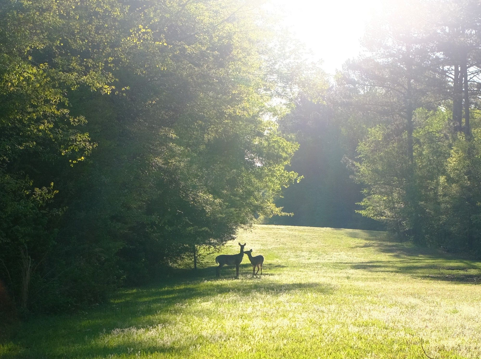 A mama dear and fawn on a green pasture with bright sunshine on them