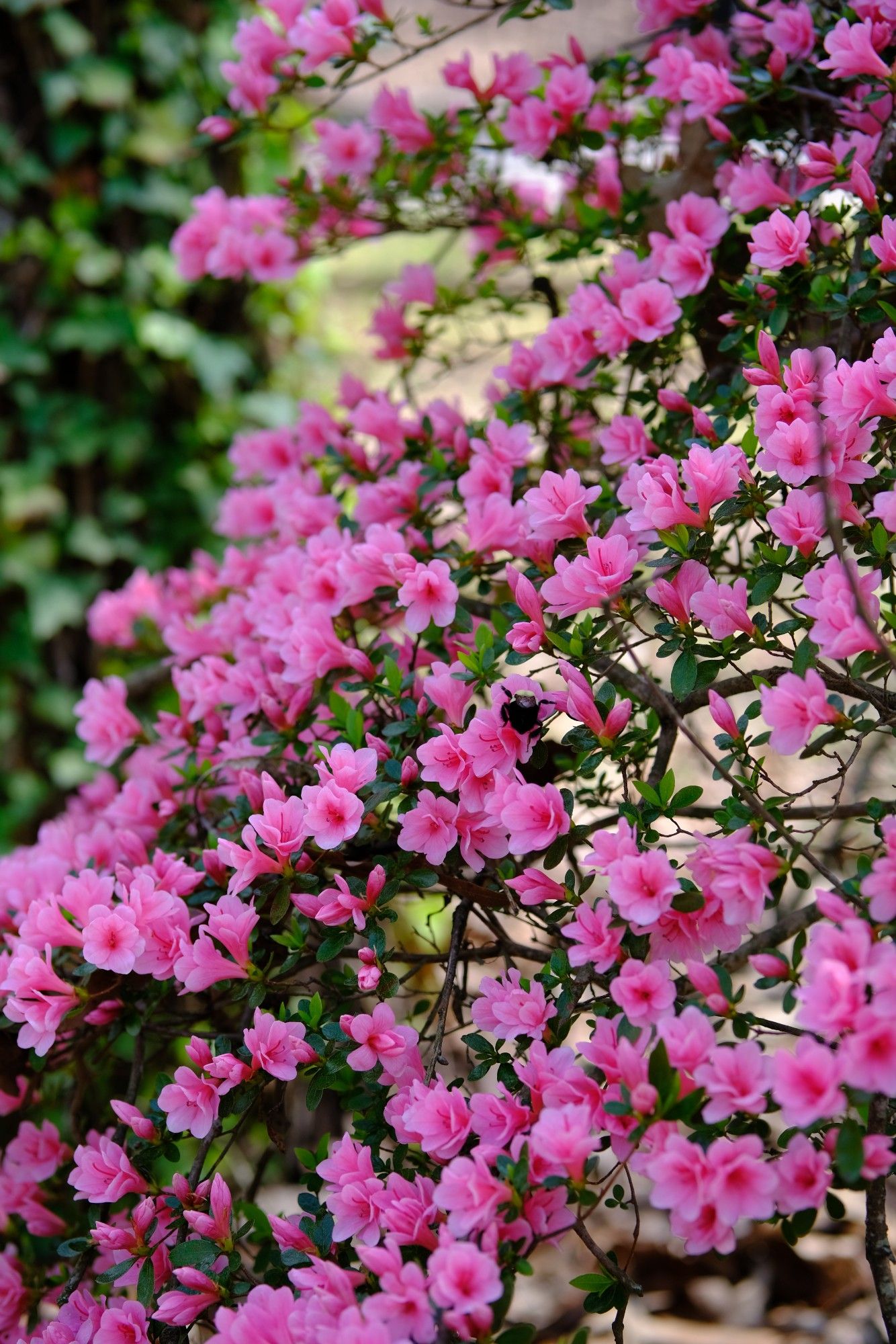 A bumble bee among many pink azalea blossoms