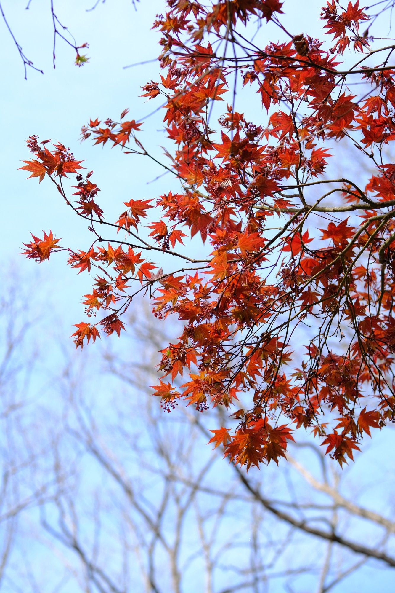 Red/orange leaves and flowers of Japanese maple against the sky