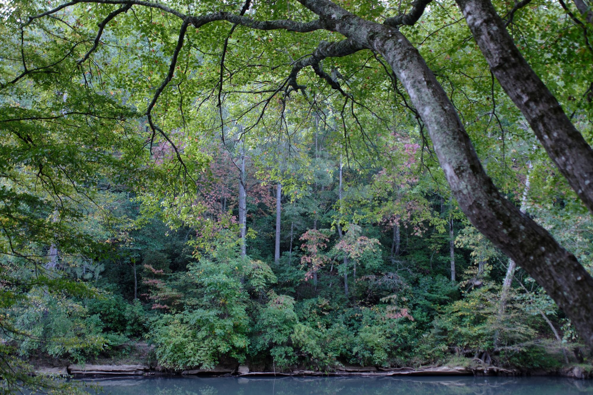 A landscape view of a creek with two big tree limbs on the right, and leaves with some coloring in the back