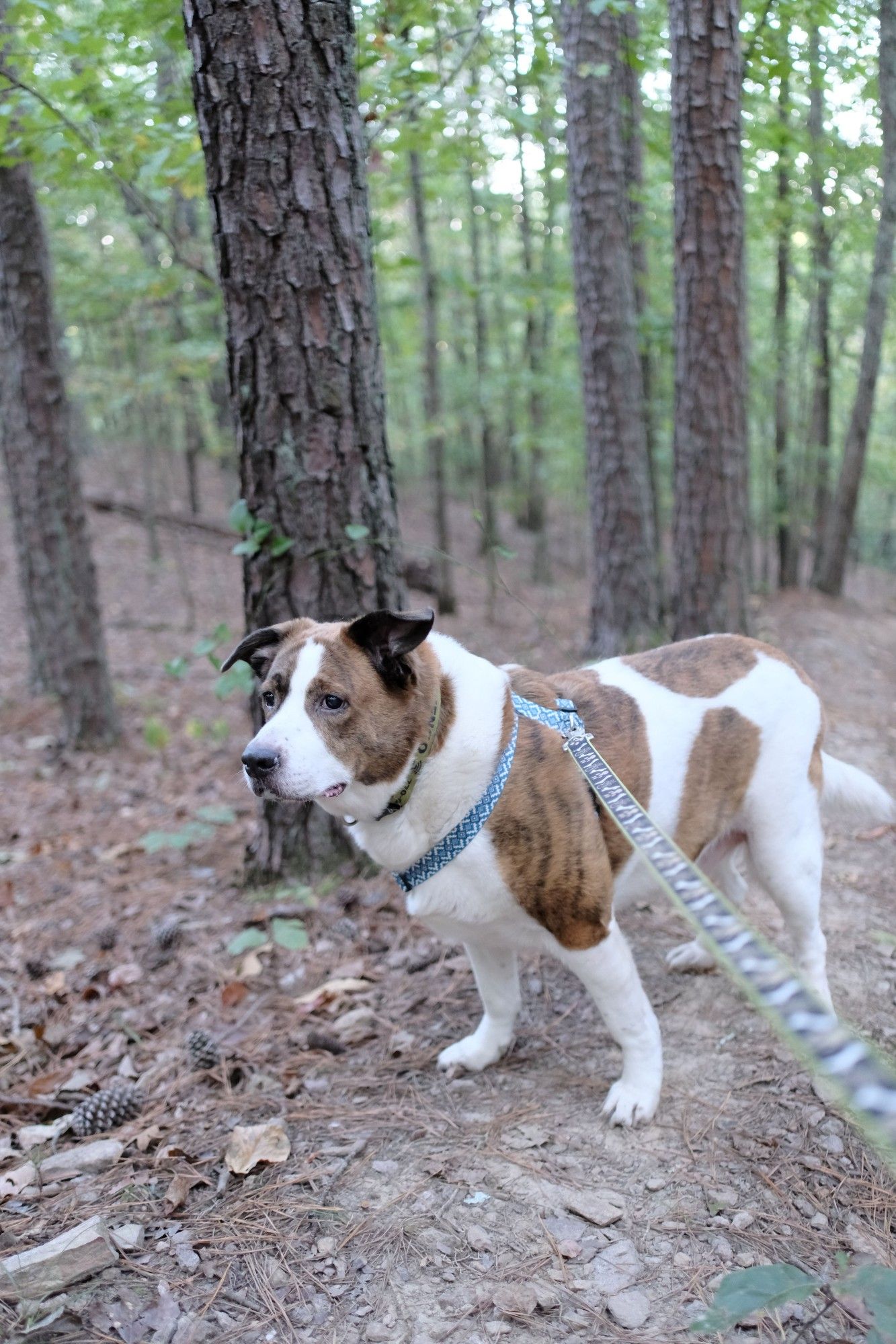 A white and brown dog on a park trail in the woods