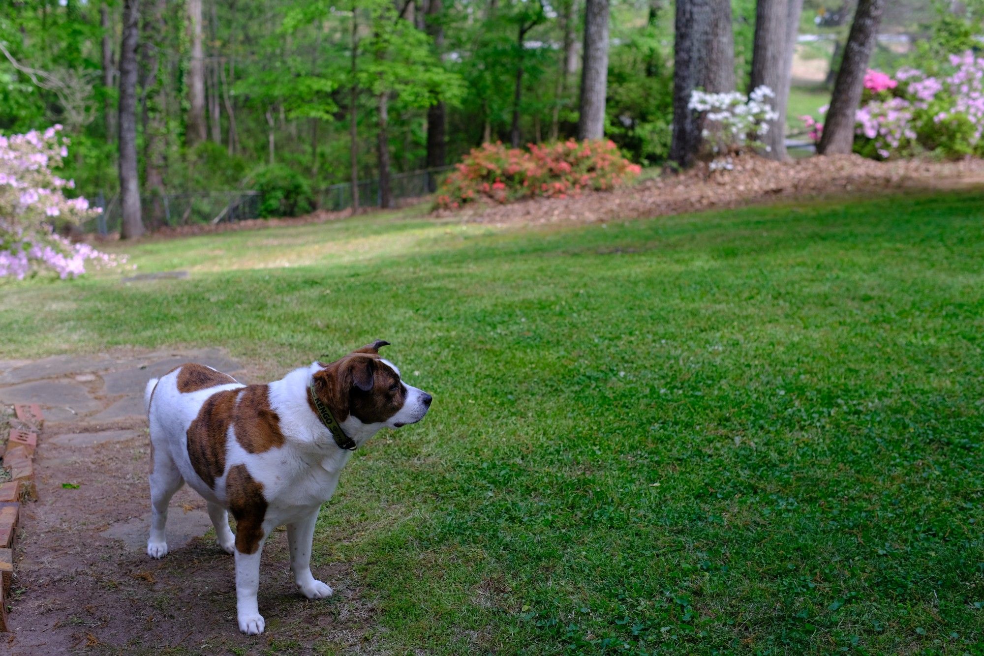 A white and brown dog standing in his yard with green grass on the right, various colors of azaleas in the background