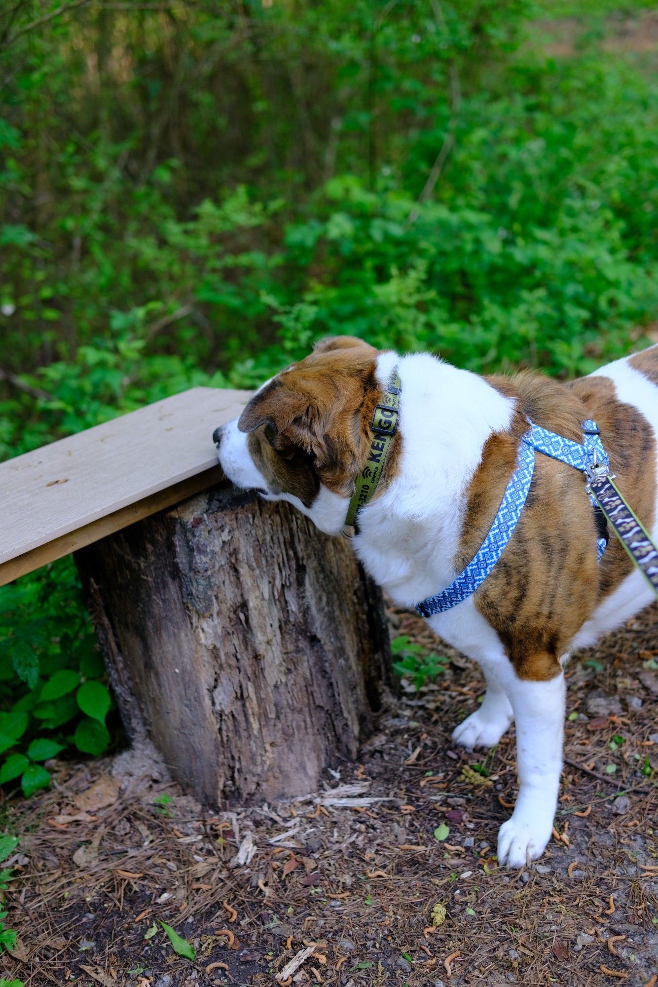 A white and brown dog sniffing a bench on a park trail