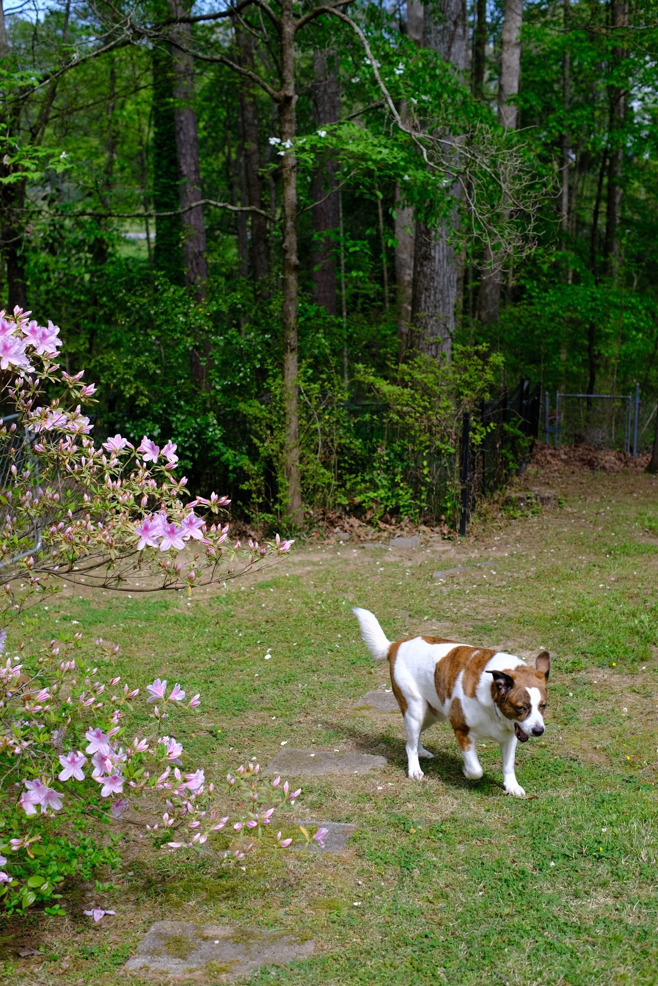 A white and brown dog walking in his yard. Pink azalea on the left and trees behind