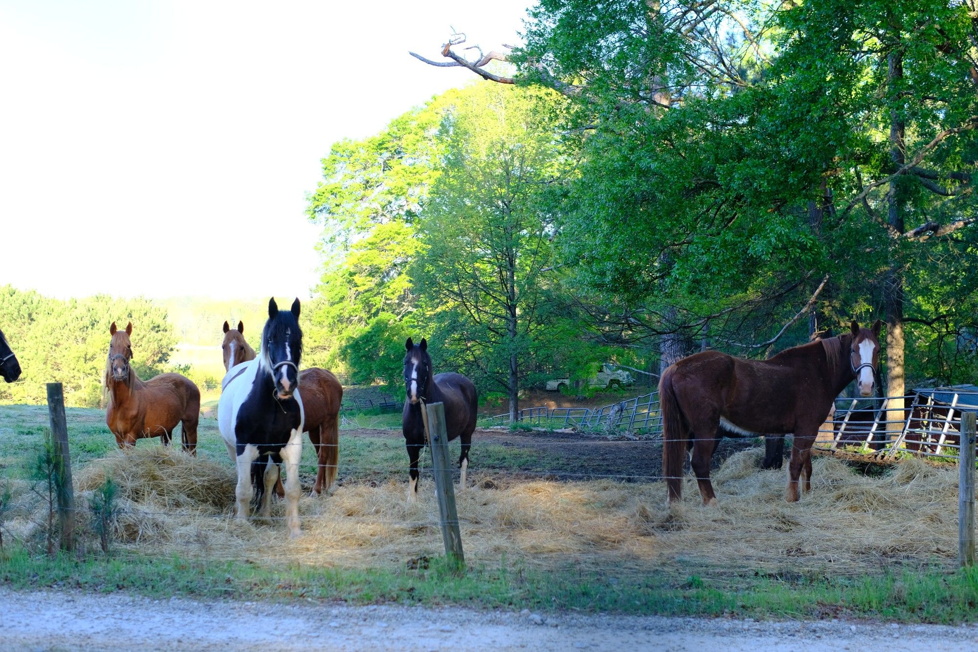 Horses stopped eating breakfast and looking at us