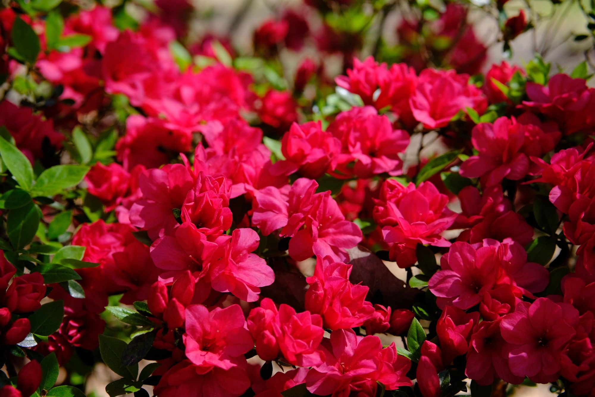 Red azalea blossoms