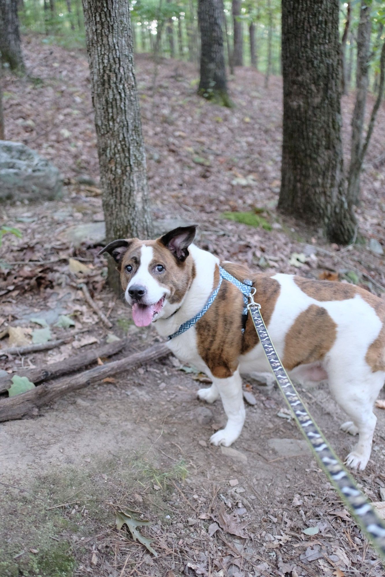 A white and brown dog on a park trail with tree trunks in the background