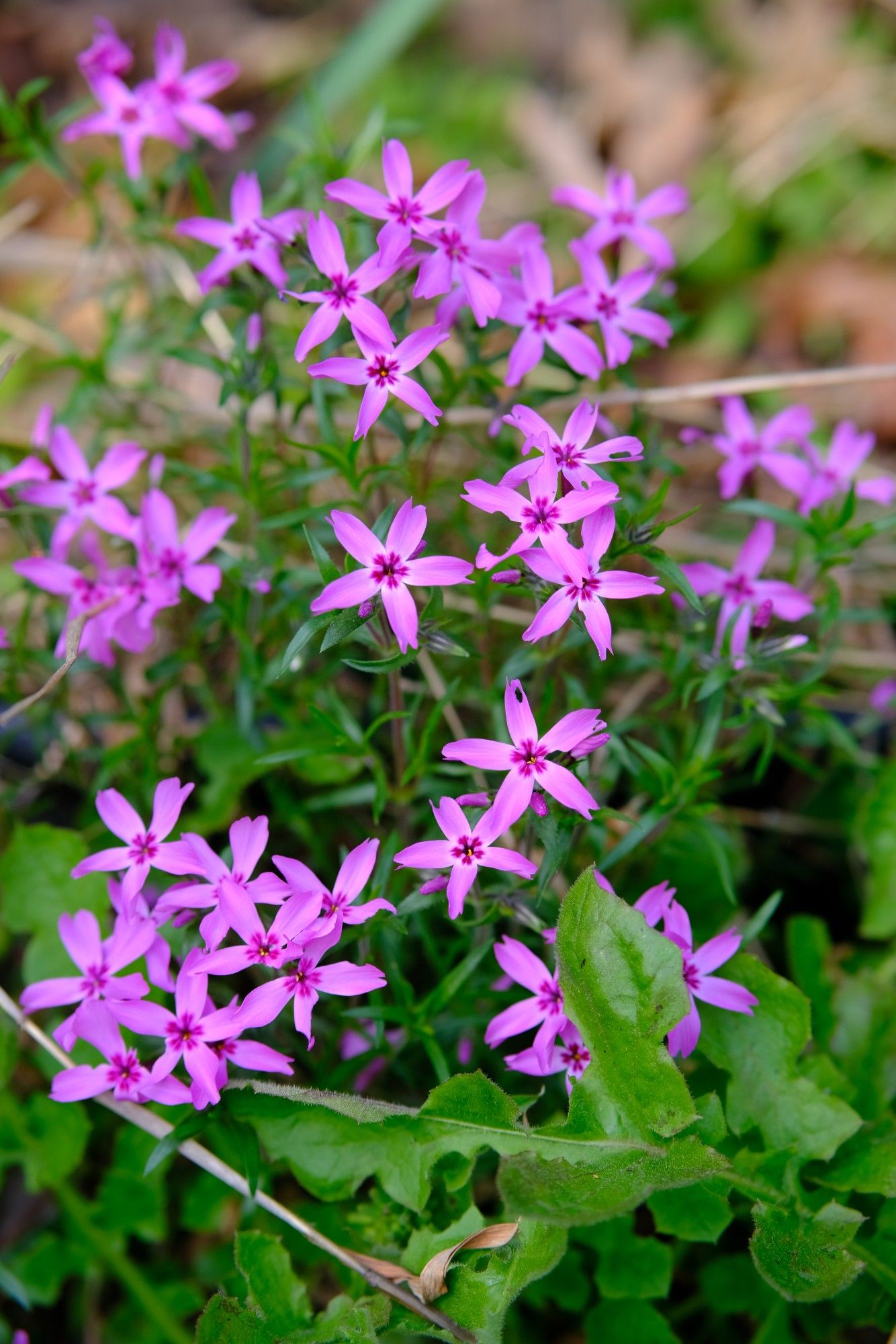 Dark pink star-like flowers (moss campion?)