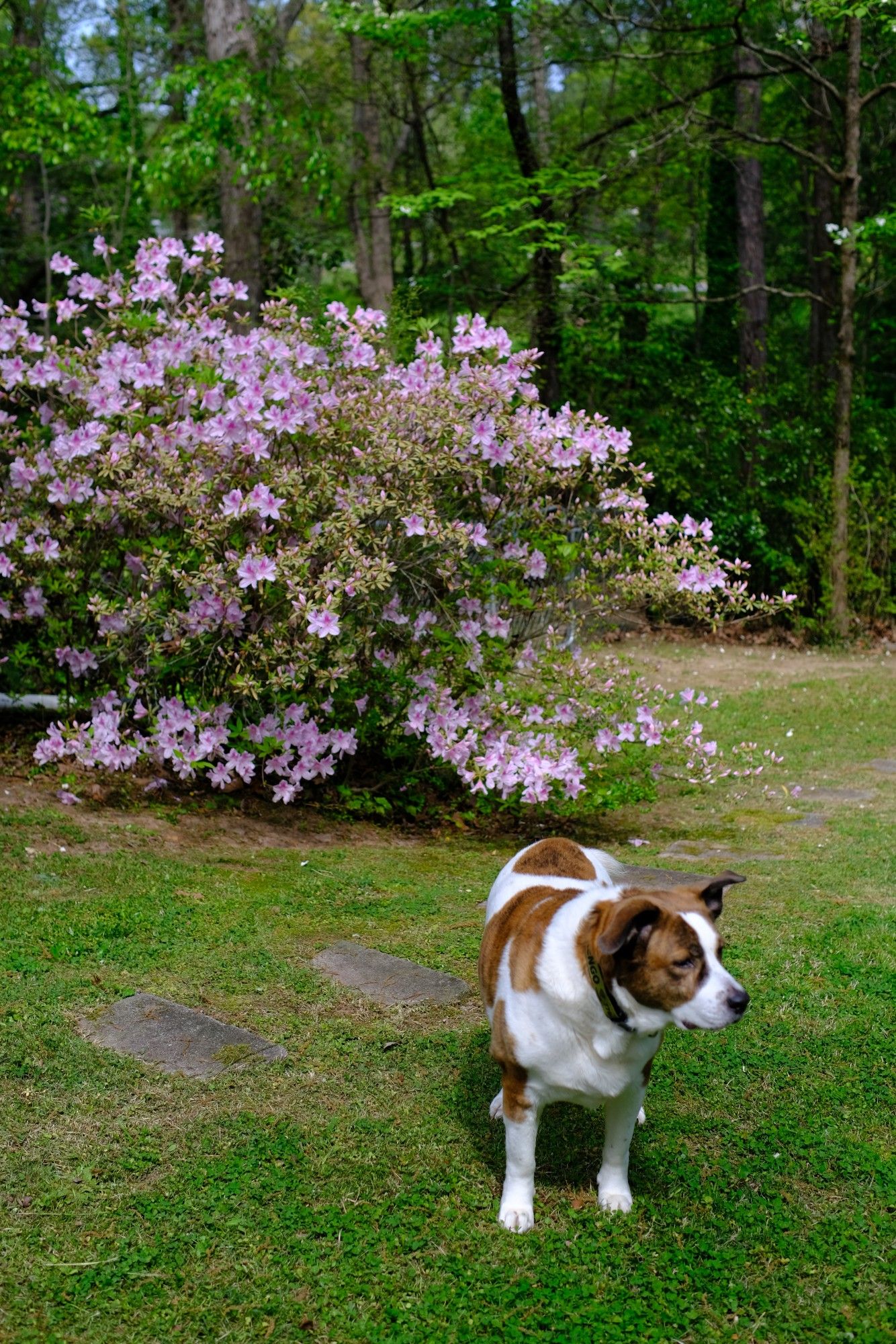 A white and brown dog standing in his yard with pink azalea behind him