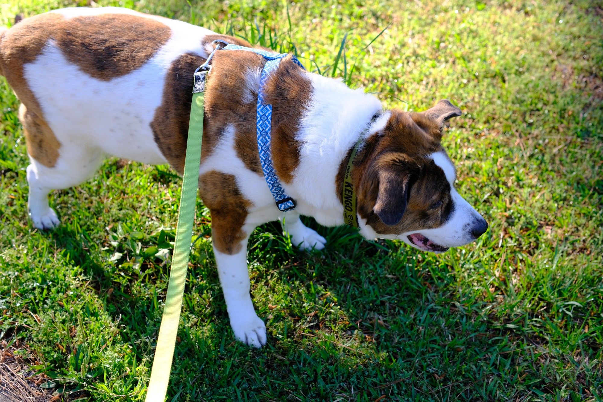 A white and brown dog on a green pasture in a park