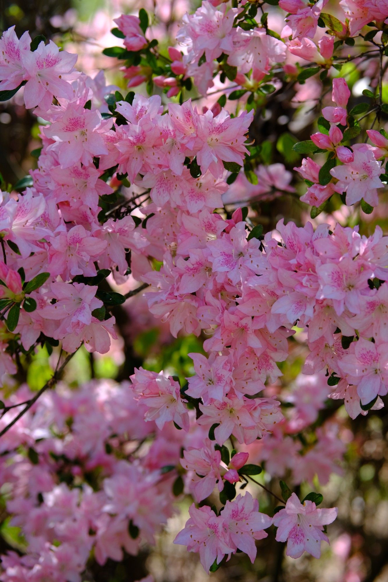 Pink azalea blossoms🌸