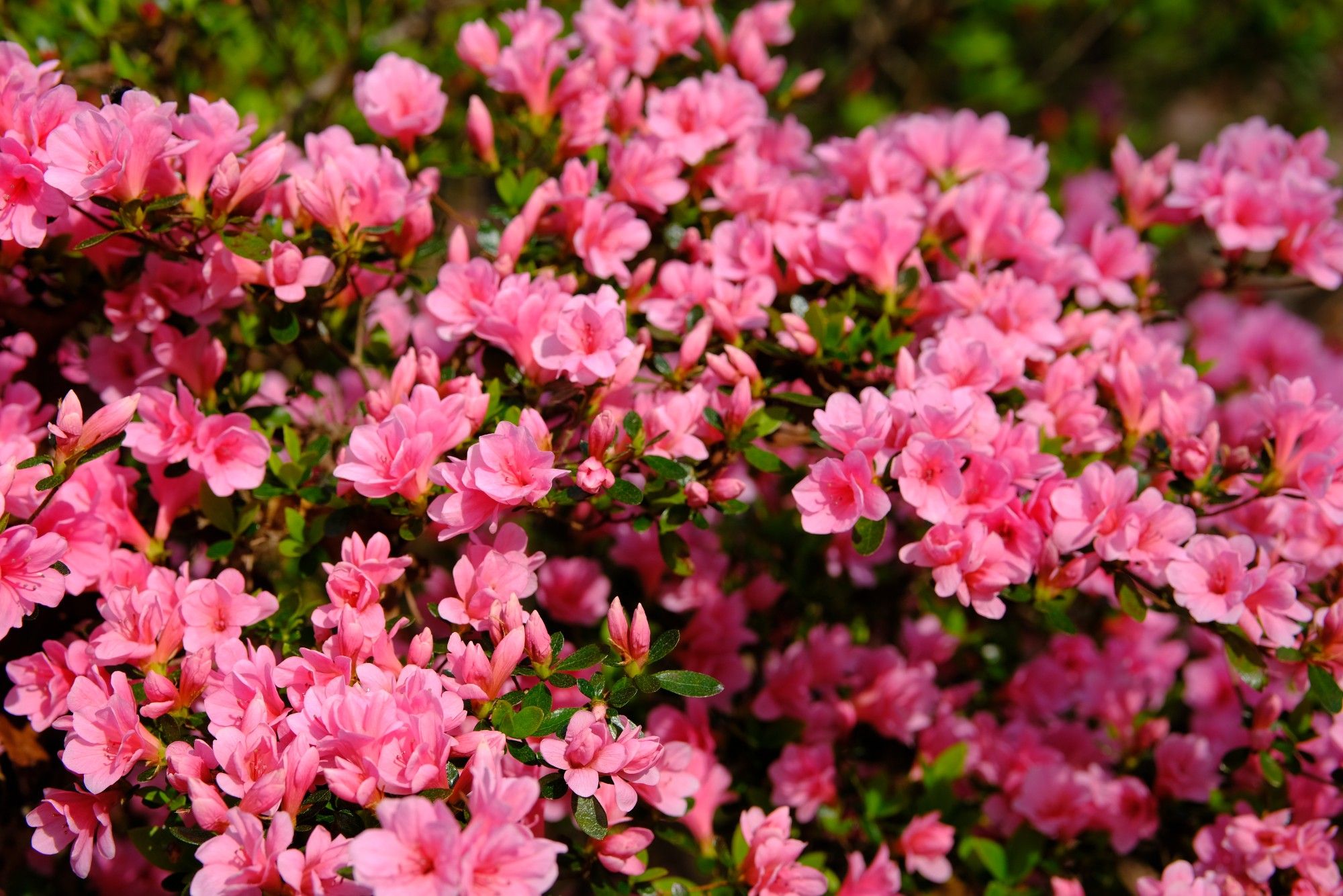 Azalea blossoms with the sun shining on them, making the blossom colors lighter