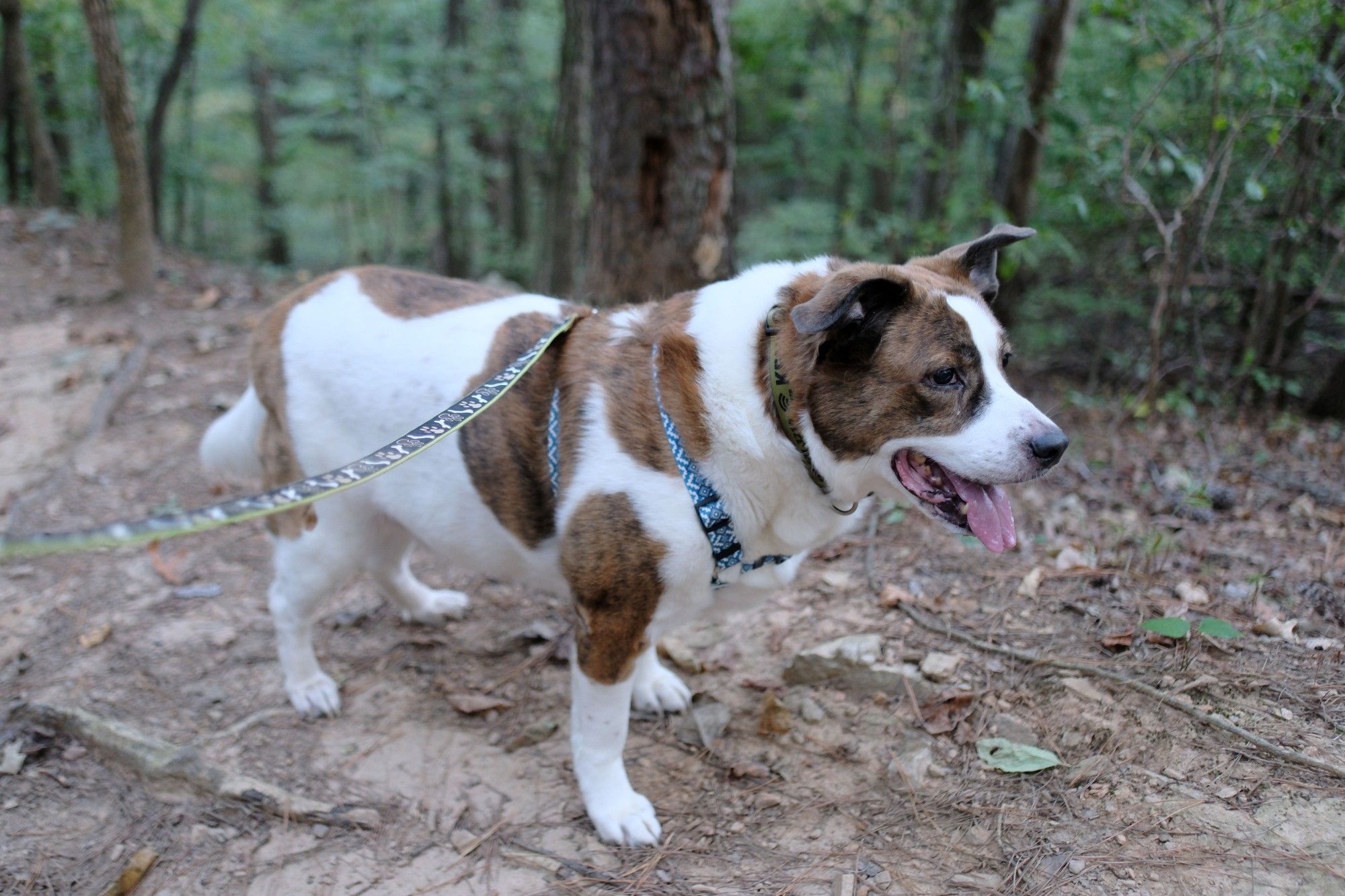 A white and brown dog on a park trail