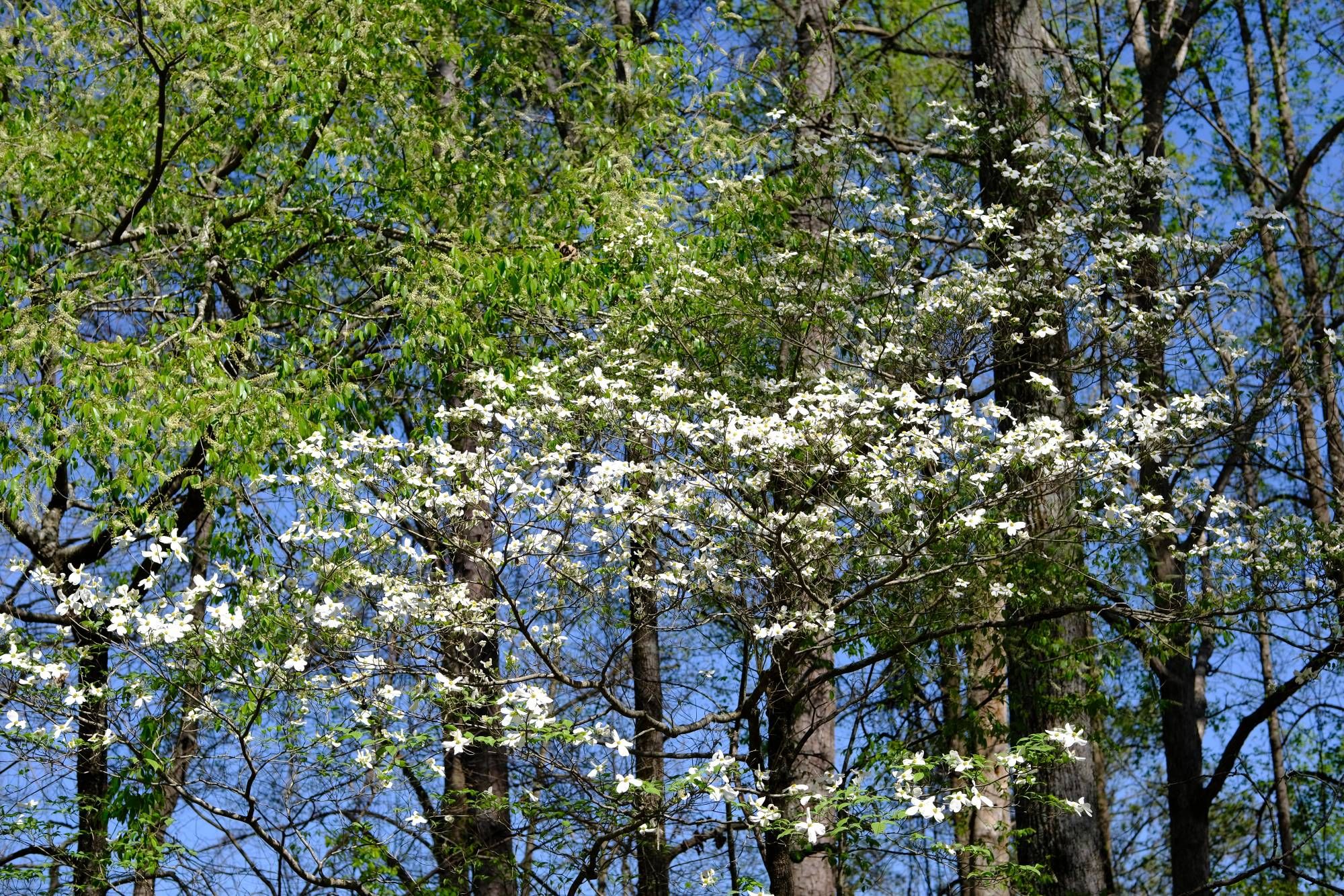 White dogwood blossoms