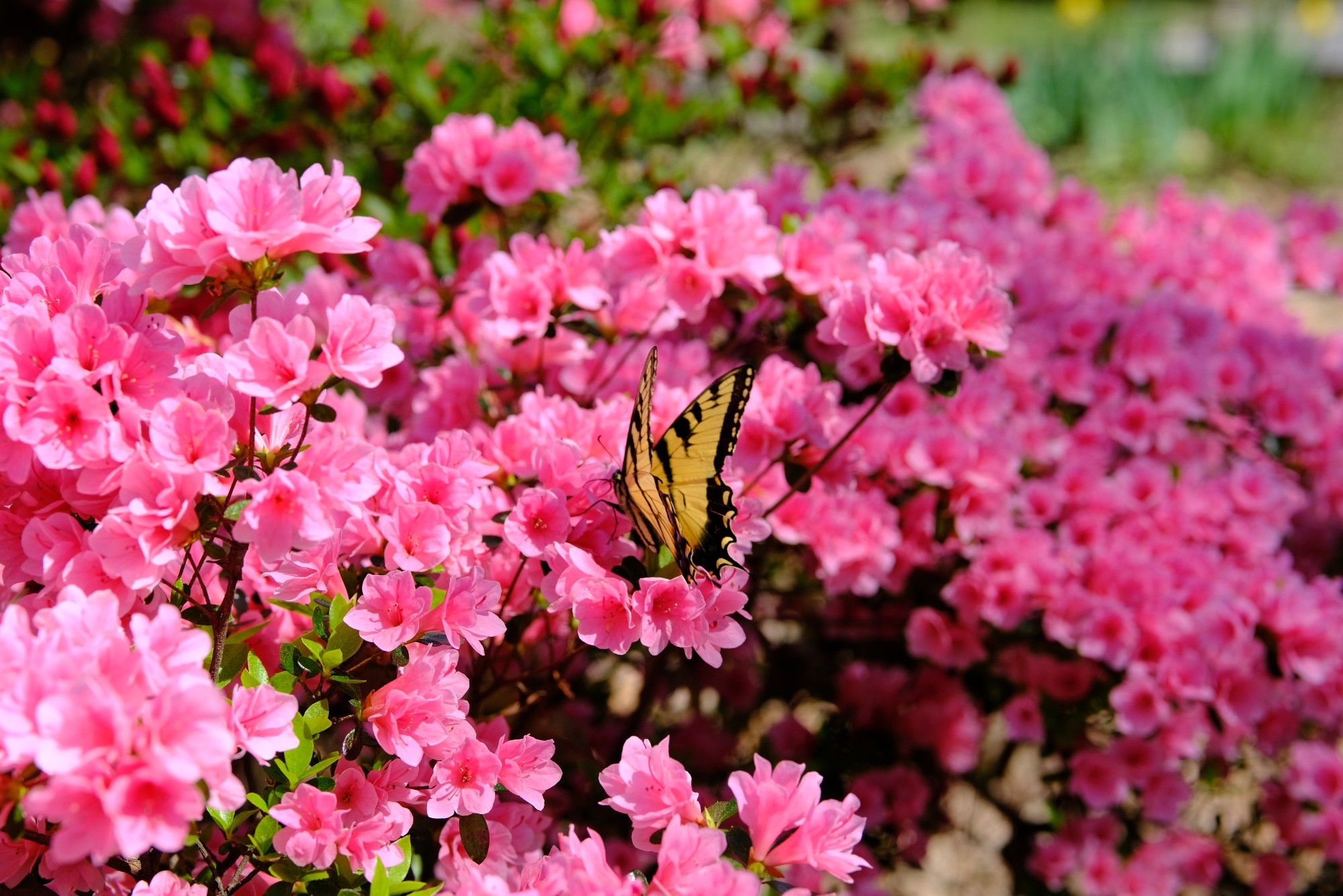 A swallowtail on pink azalea 🌸