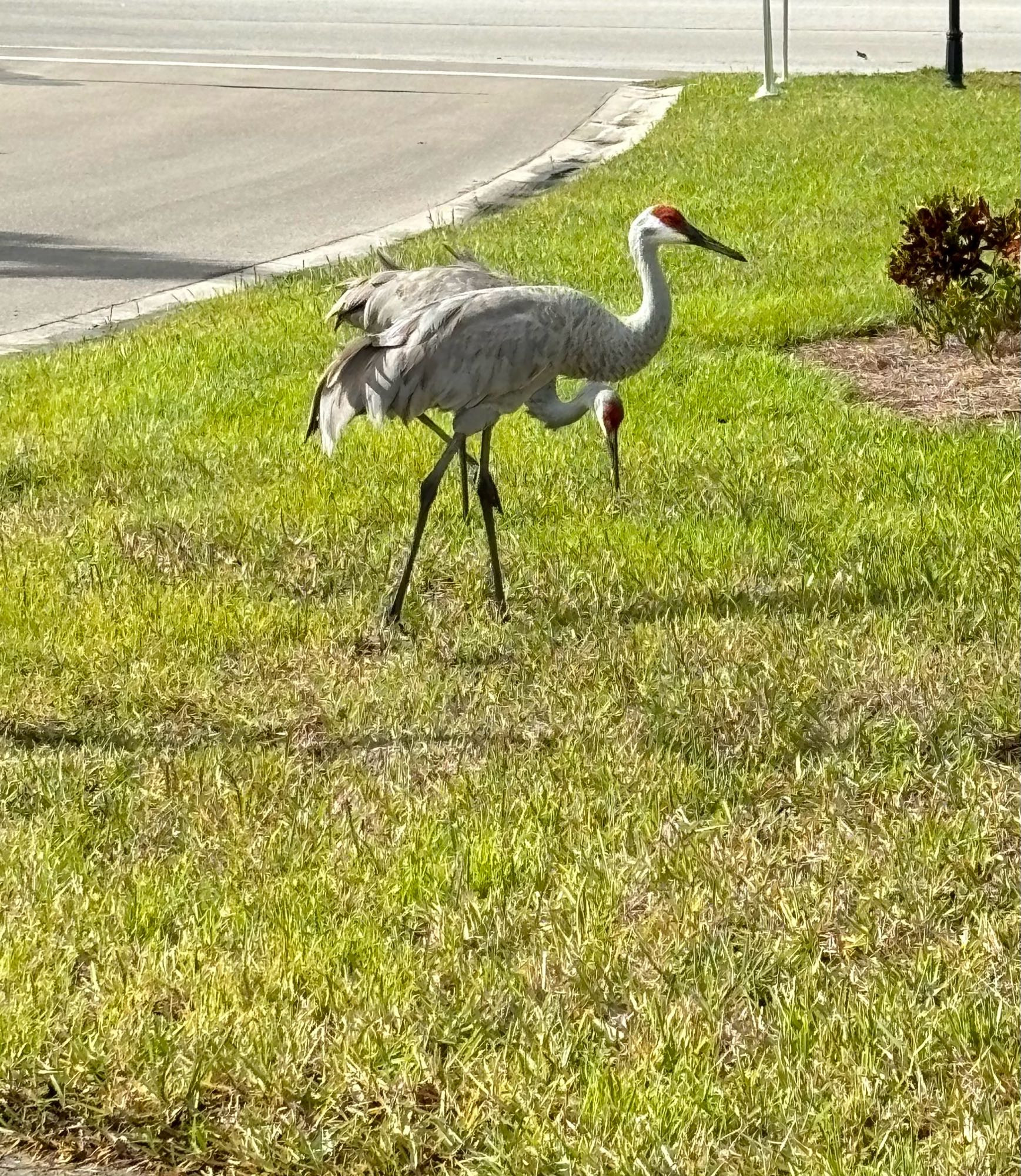 A pair of Sandhill cranes walk through the grass, looking for tasties by the roadside.