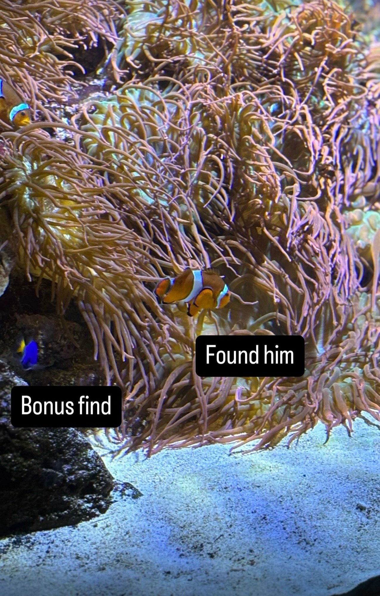 A clownfish swims among anemones on the sea floor. A caption says “Found him.” Nearby is a Blue tang with the caption “Bonus find.”