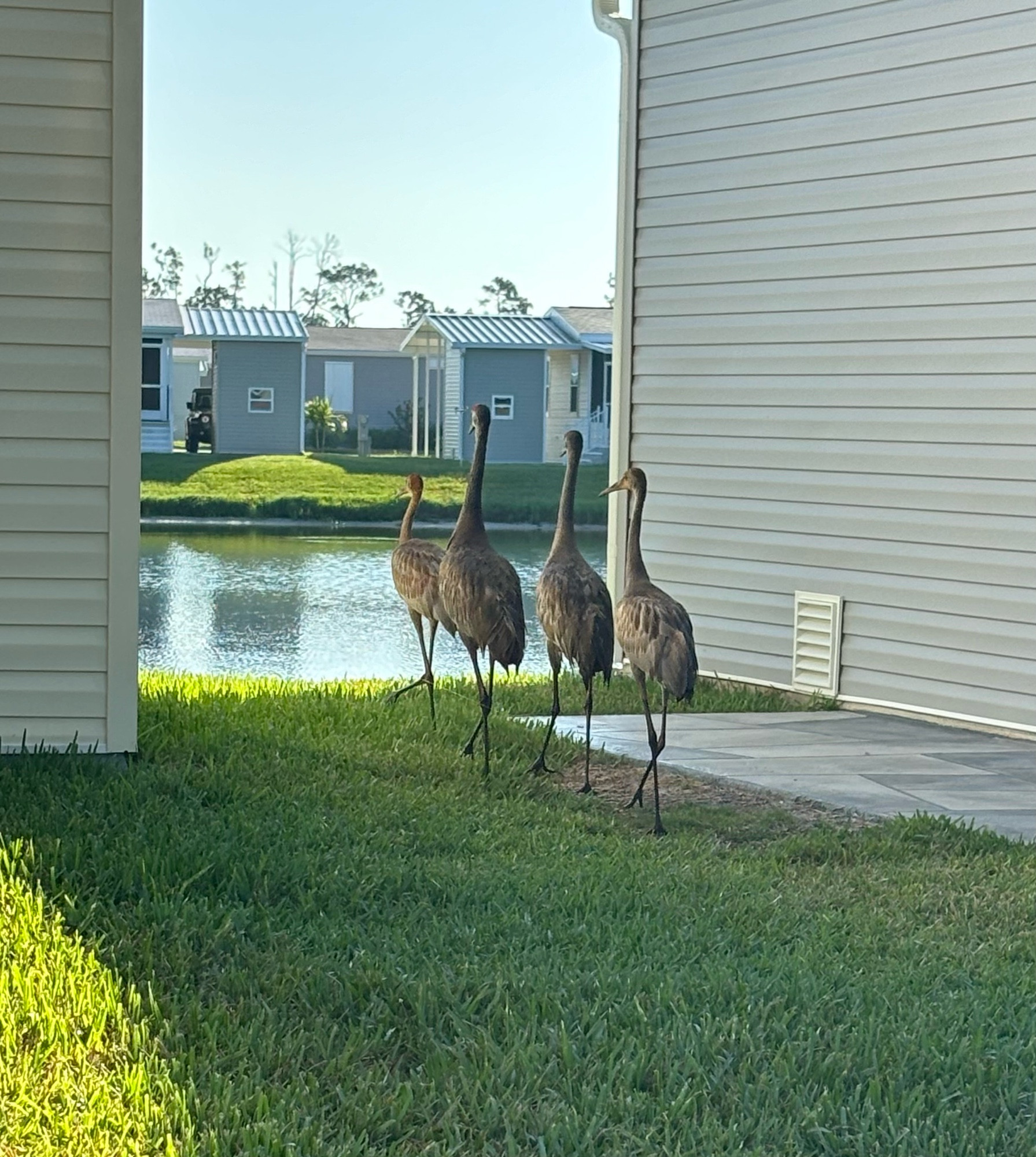 A family of four Sandhill cranes walks through the grass between two houses towards a lake.