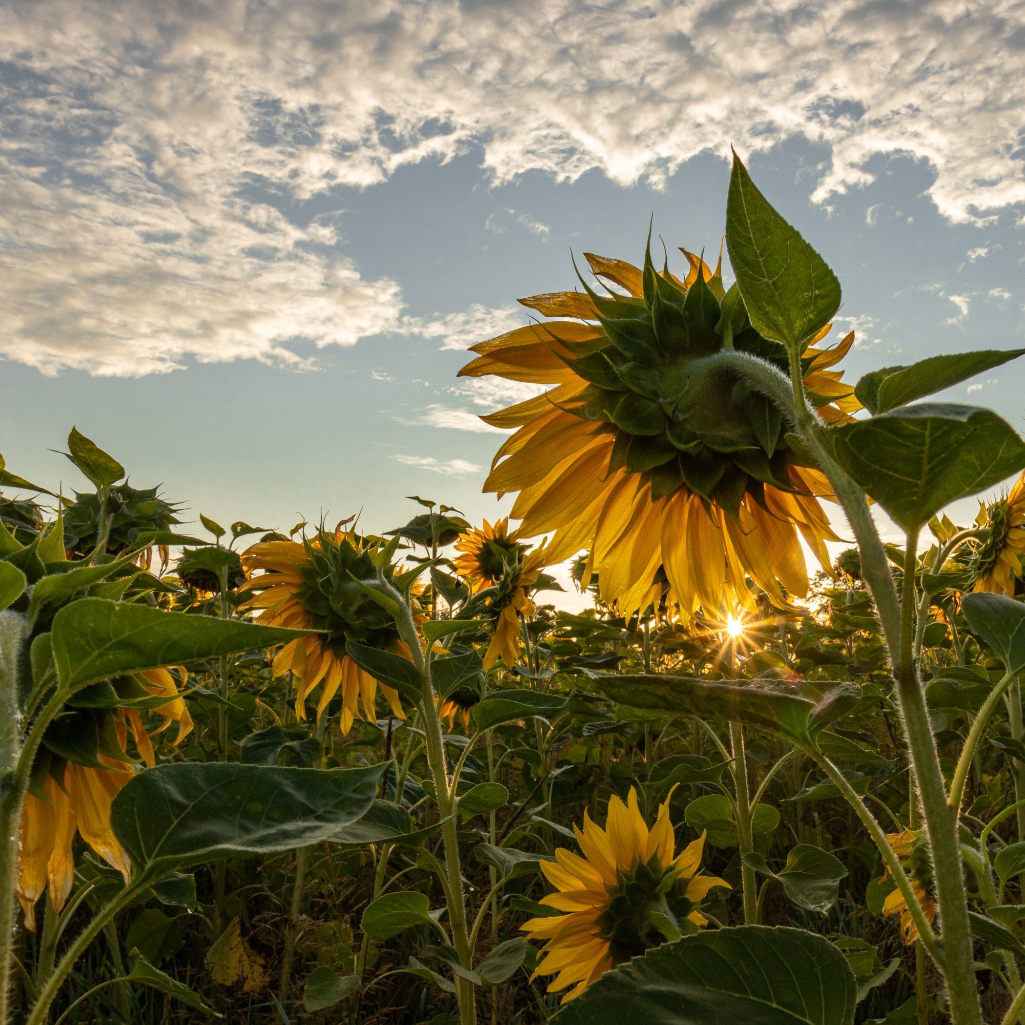 In der unteren Bildhälfte ein Sonnenblumenfeld mit vielen blühenden Pflanzen, der Morgenhimmel ist leicht bewölkt. Die Sonne bilden zwischen den Sonnenblumen einen Sonnenstern.