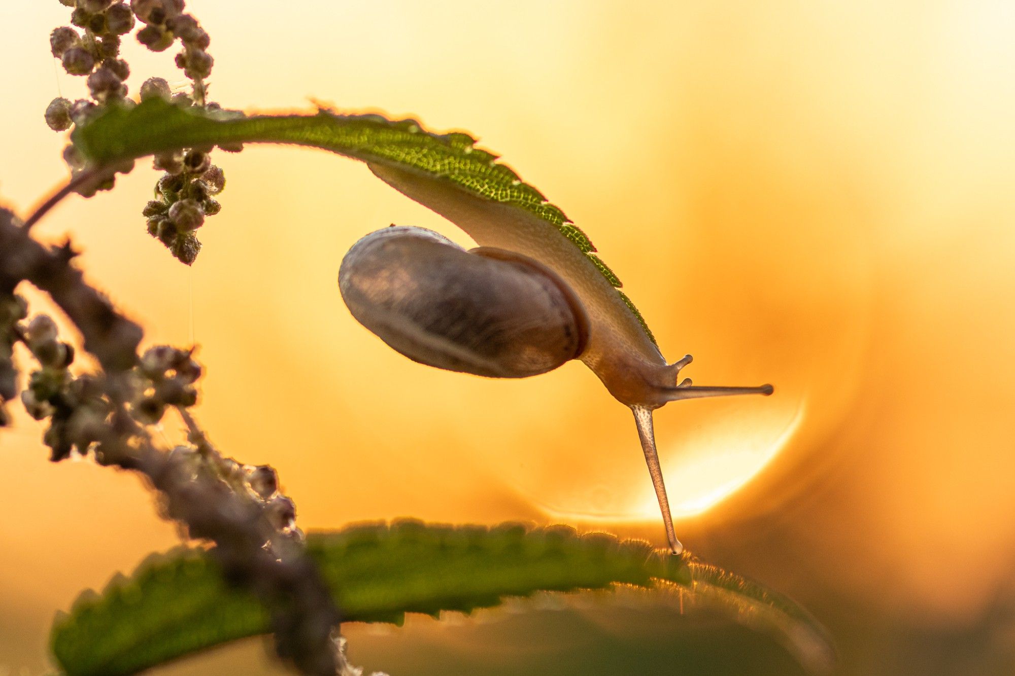 Macroaufnahme, eine vom Sonnenlicht durchleuchtete Schnecke hängt kopfüber an einem Blatt einer Brennnessel. Unter der Schnecke ein weiteres Brennnesselblatt. Am linken Bildrand sind Blüten der Brennnessel. Der Hintergrund ist vom morgendlichen Licht orange gefärbt.