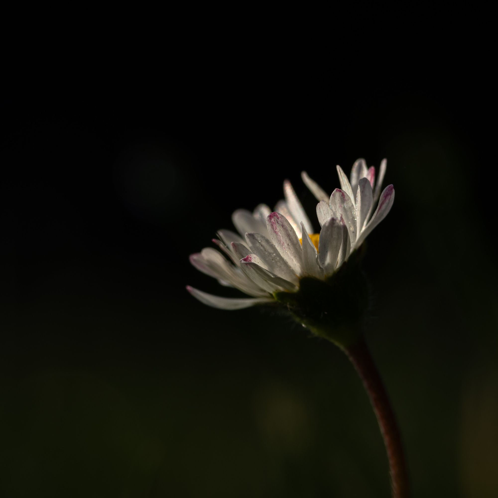 Blüte eines Gänseblümchens von der Seite fotografiert. Der Hintergrund ist dunkel fast schwarz.