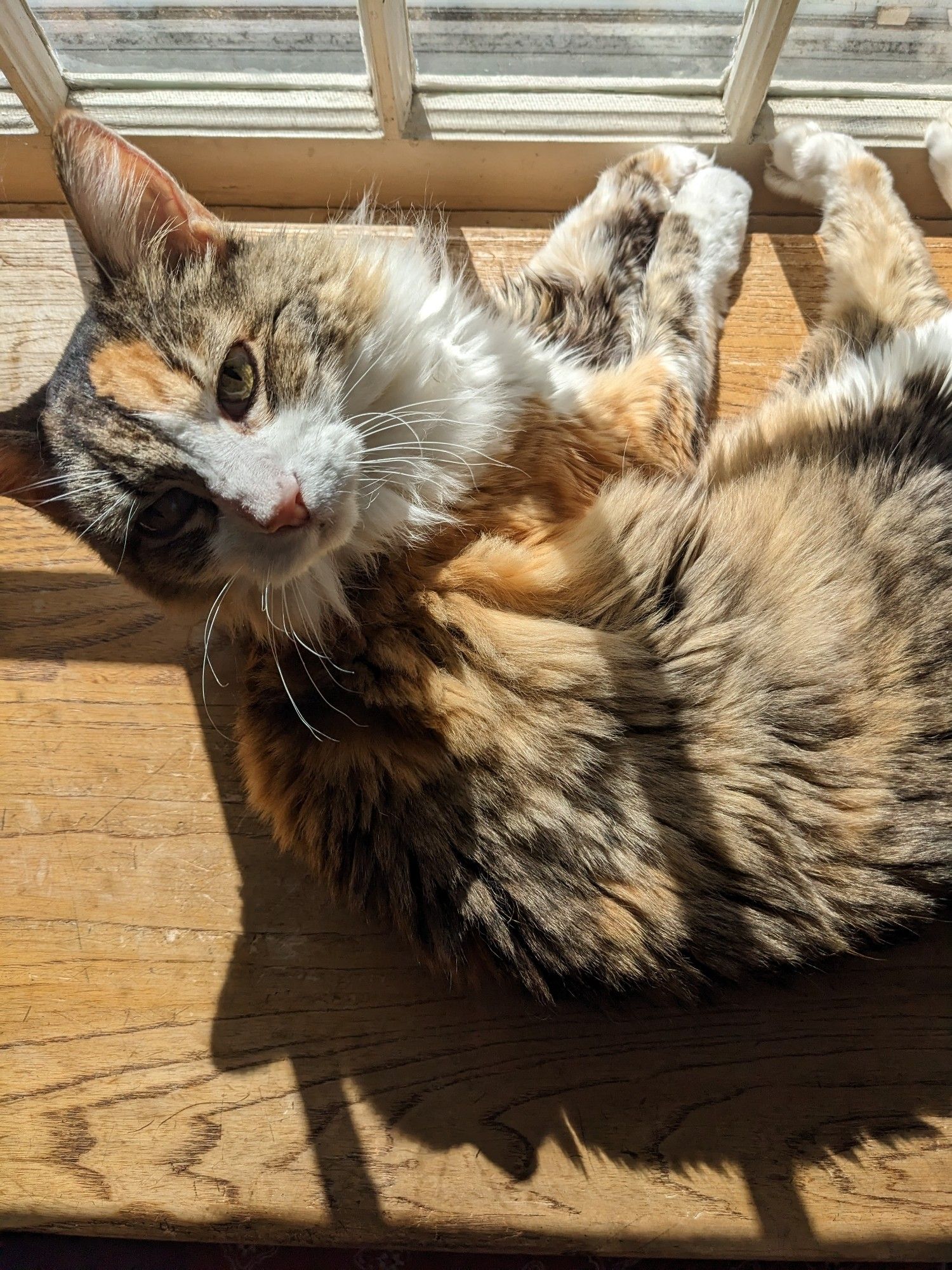 Photo of my cat Asha lying in a sunbeam, looking very cool and glamorous.