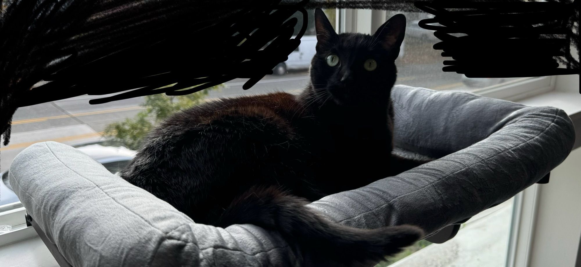 A picture of Blaire hanging out in the new windowsill cat bed I got