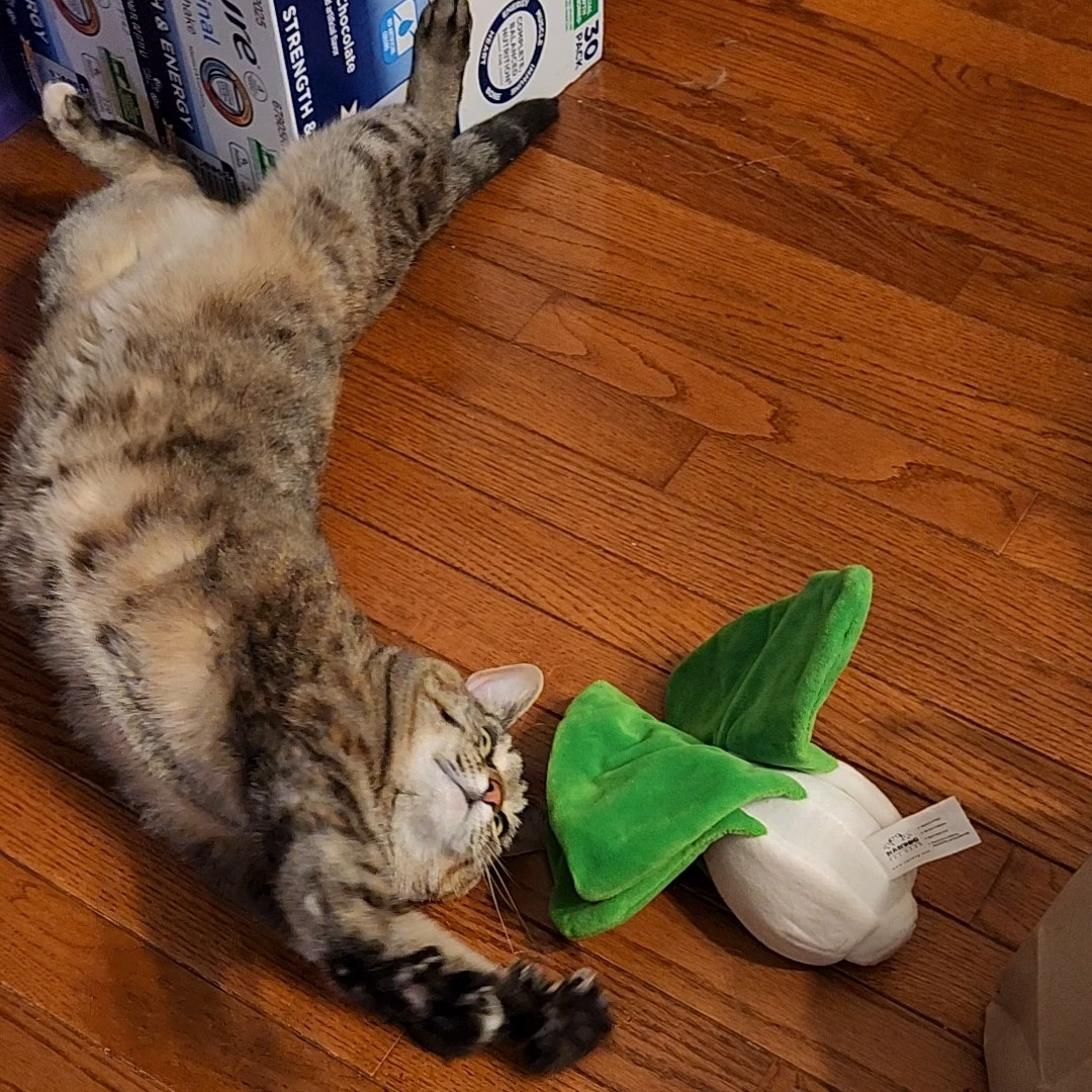 Tabby cat "Ella" stretched out reaching for a veggie toy.