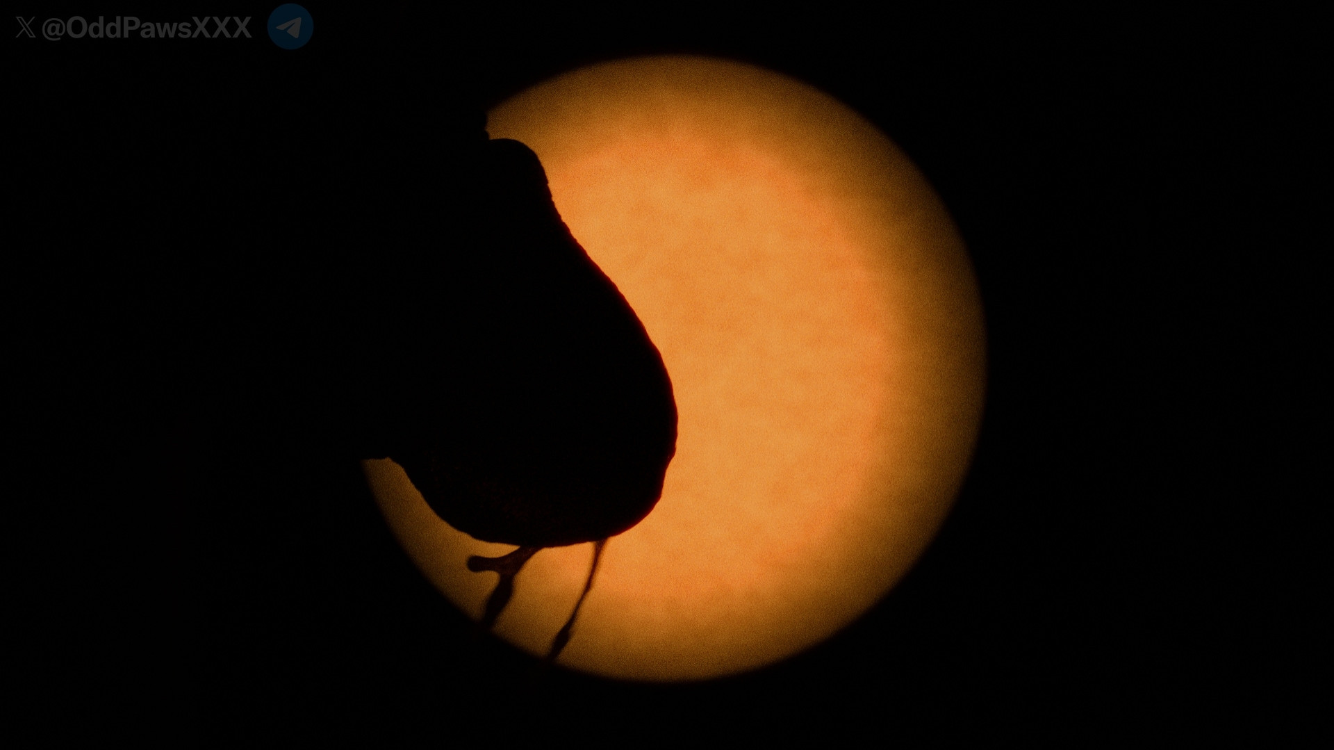 A photo showing a penis eclipsing the sun while a spray of cum shoots and drips from the penis. The penis is effectively a silhouette against the bright orange sphere.