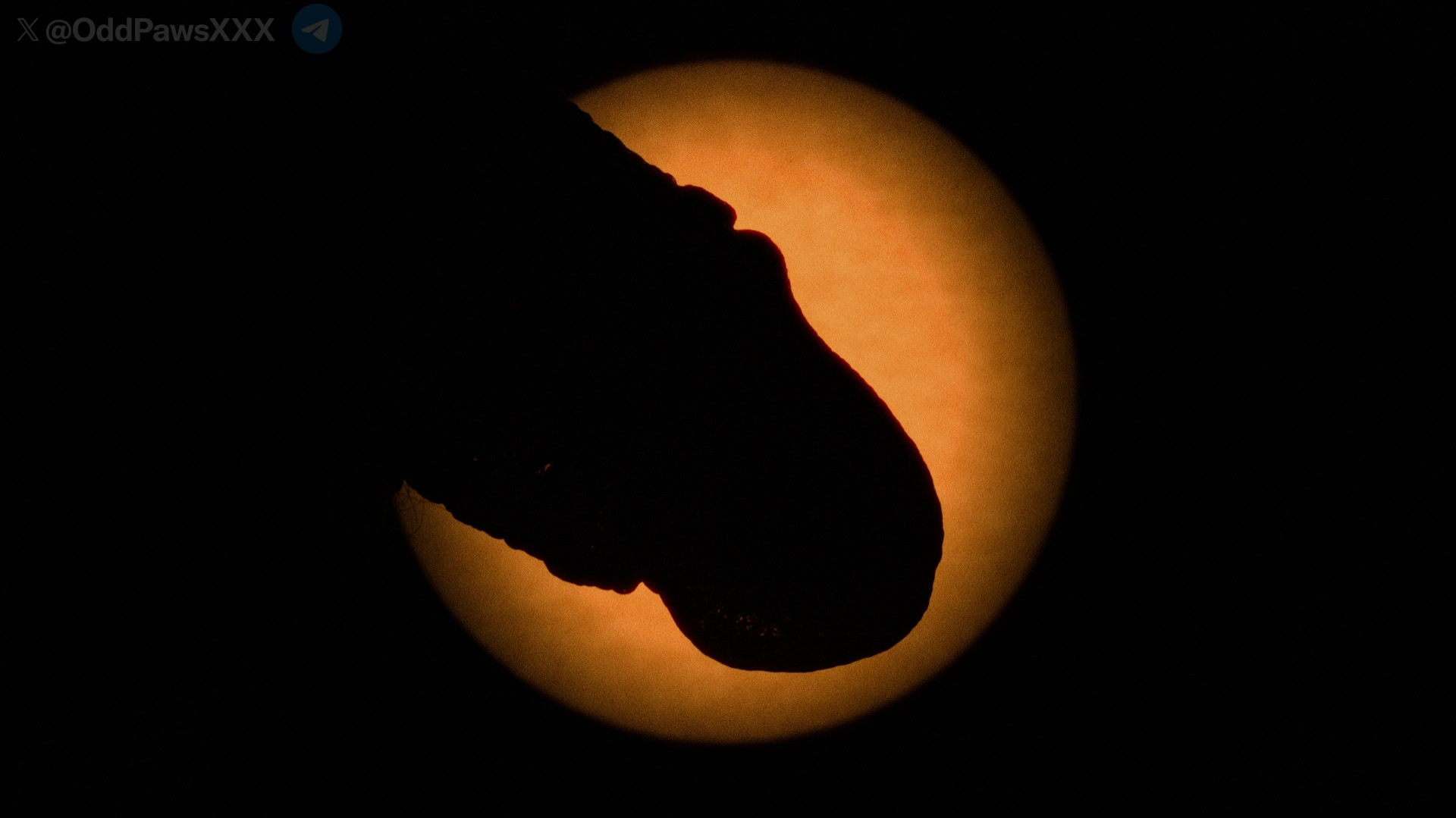 A photo showing a penis eclipsing the sun. The penis is effectively a silhouette against the bright orange sphere.