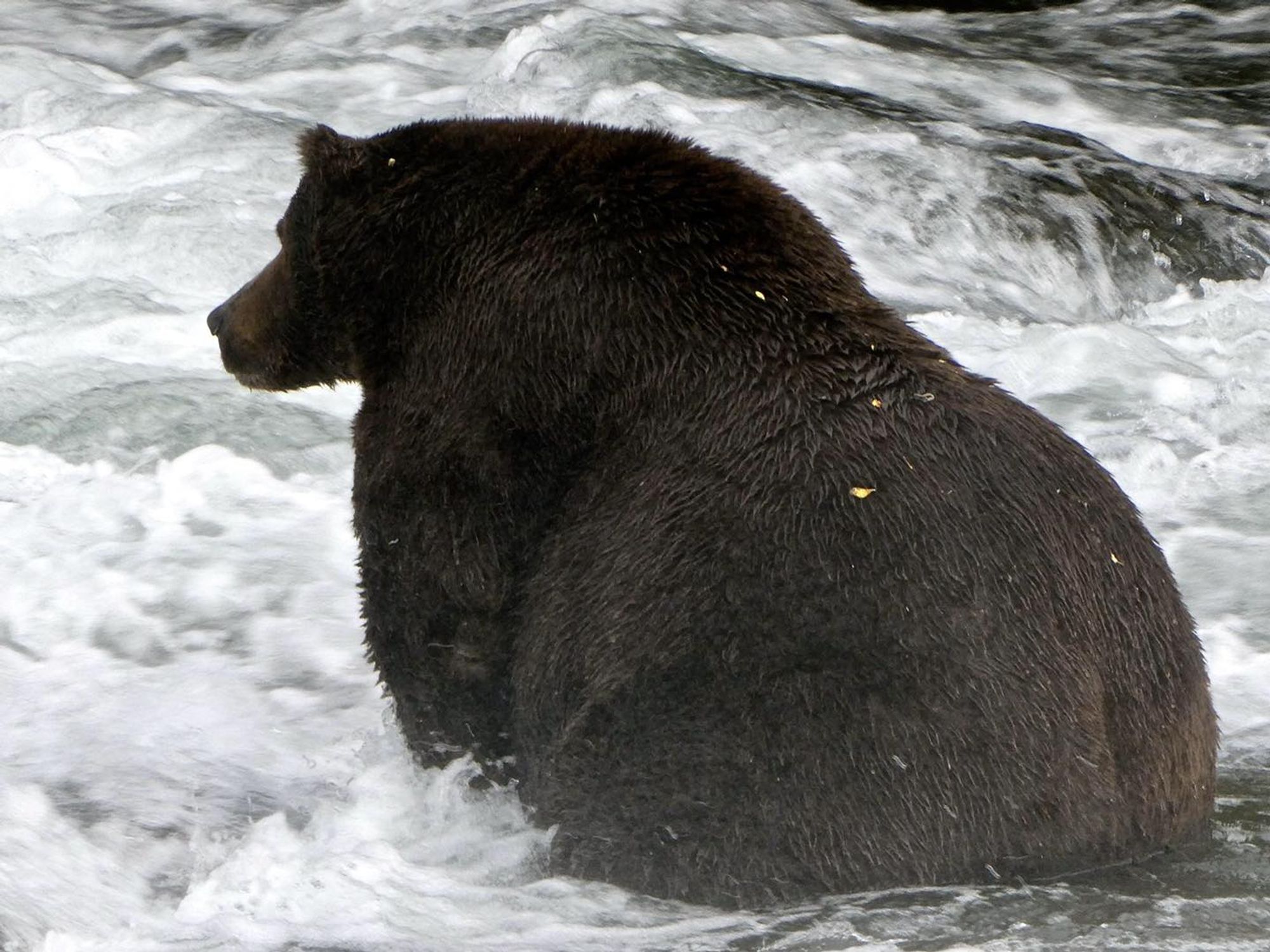 Massive bear with a humongous bottom.