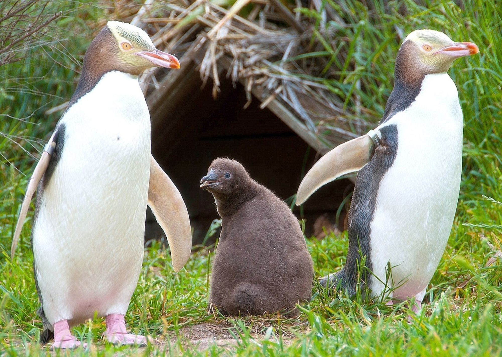 A family of Yellow-eyed Penguins
Photo by Steve, Wikimedia commons