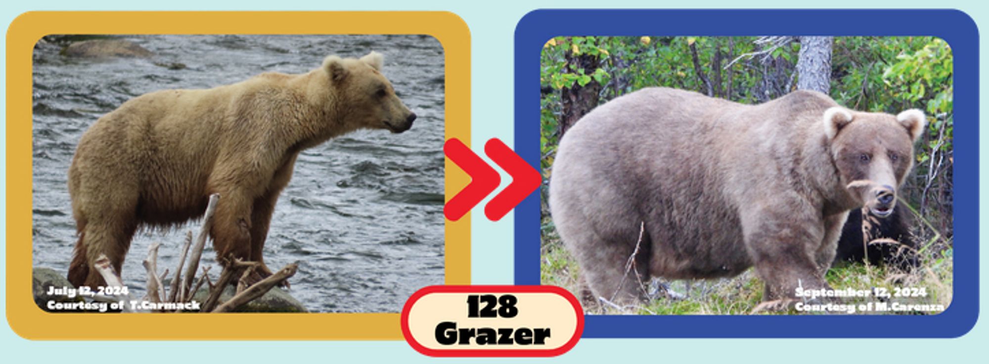 Bear 128 going from slender (on the left) to chonk (on the right).