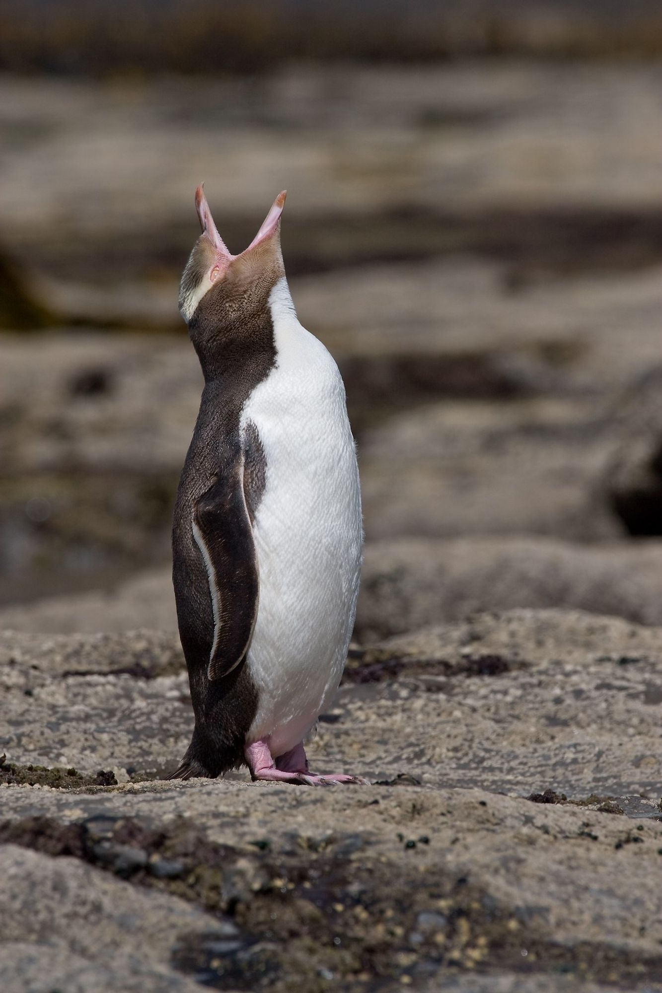 Penguin calling.
Photo by Christian Mehlführer, User:Chmehl, wikimedia commons