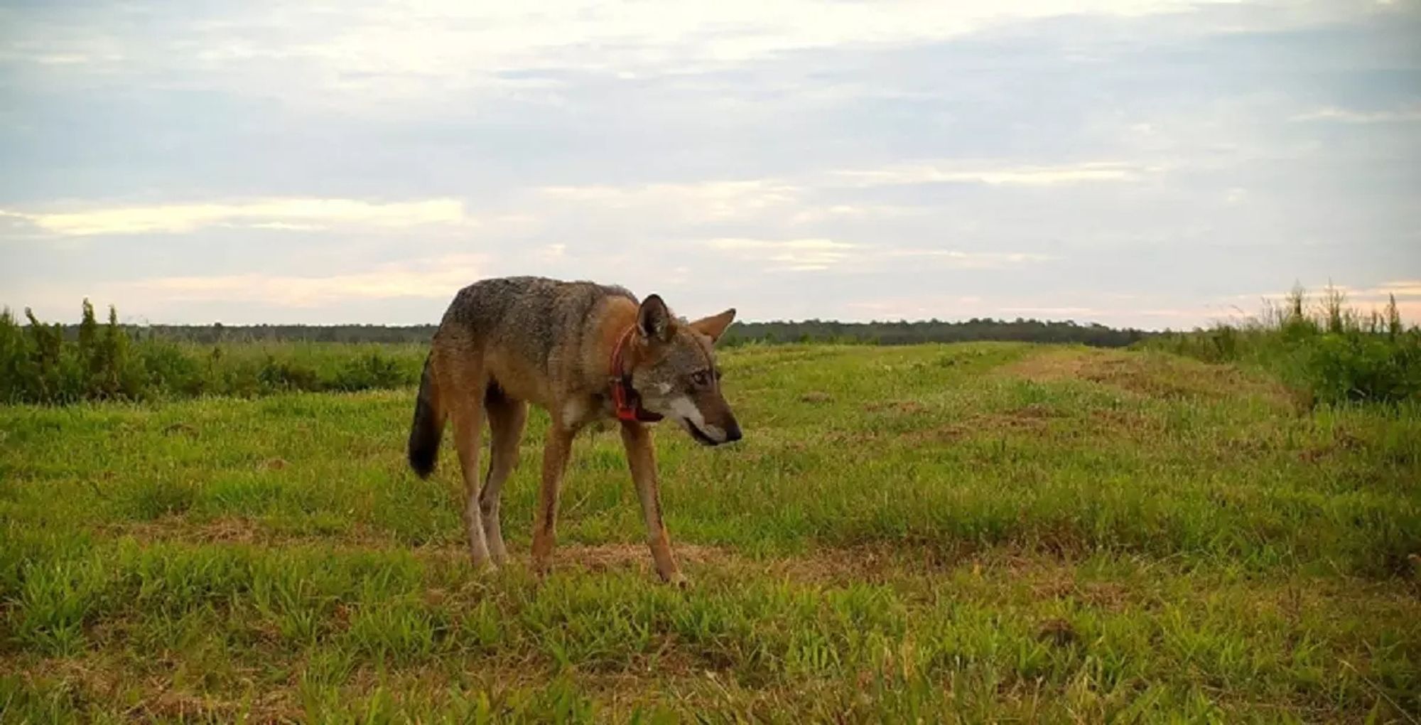 Red wolf wearing GPS collar crossing a field, photo credit USFWS