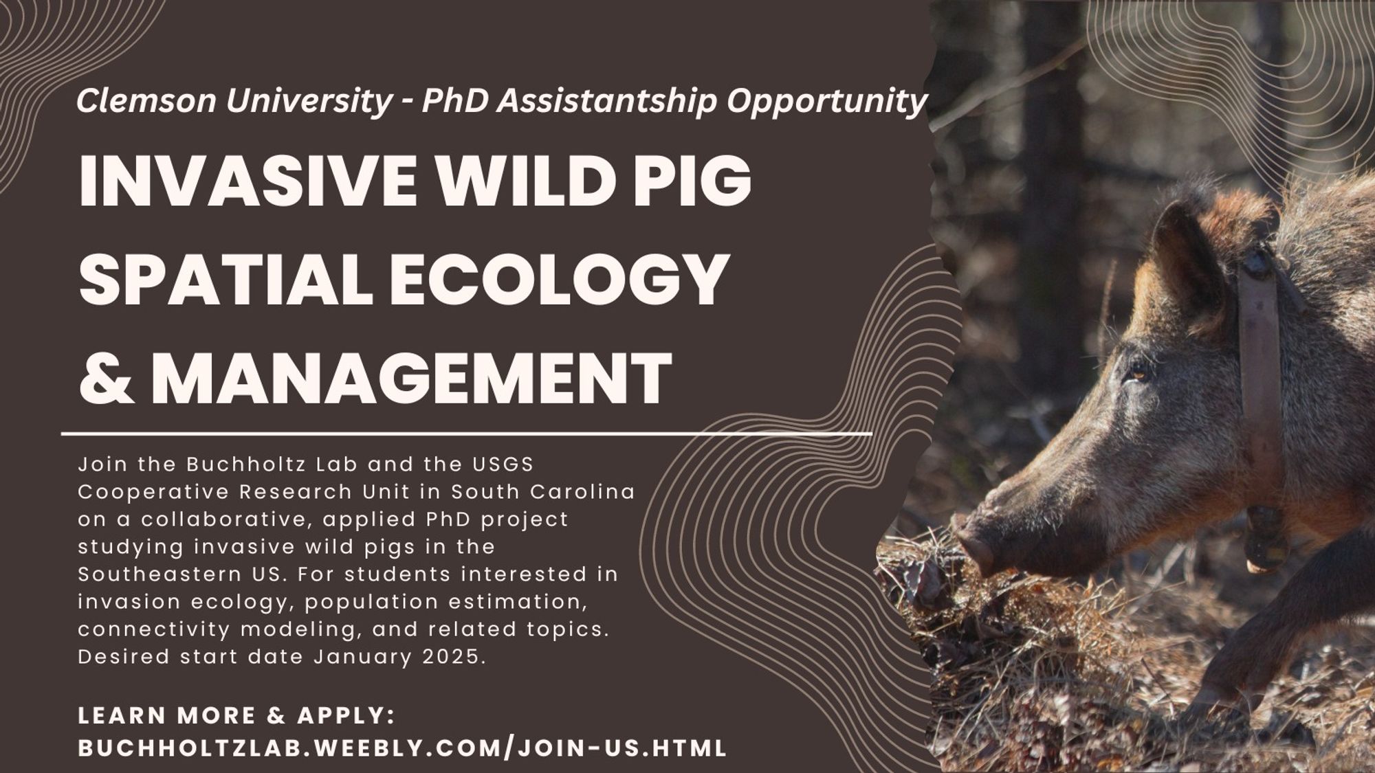 This is an ad for a PhD assistantship at Clemson University. It has text on it that says Join the Buchholtz Lab and the USGS Cooperative Research Unit in South Carolina on a collaborative, applied PhD project studying invasive wild pigs in the Southeastern US. For students interested in invasion ecology, population estimation, connectivity modeling, and related topics. Desired start date January 2025. Learn more and apply at buchholtzlab.weebly.com/join-us.html